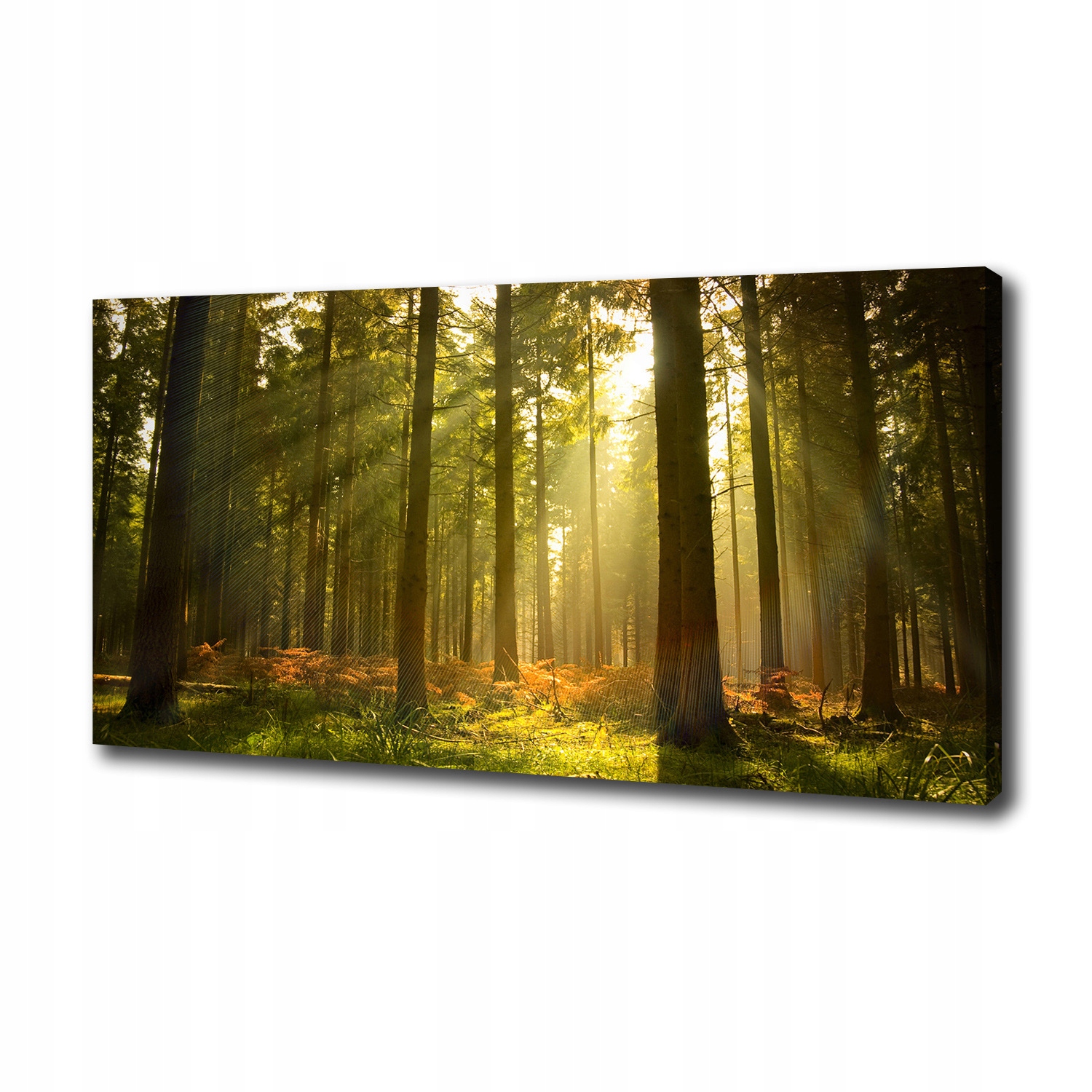 Velký foto obraz na plátně Les na slunci 120x60 cm