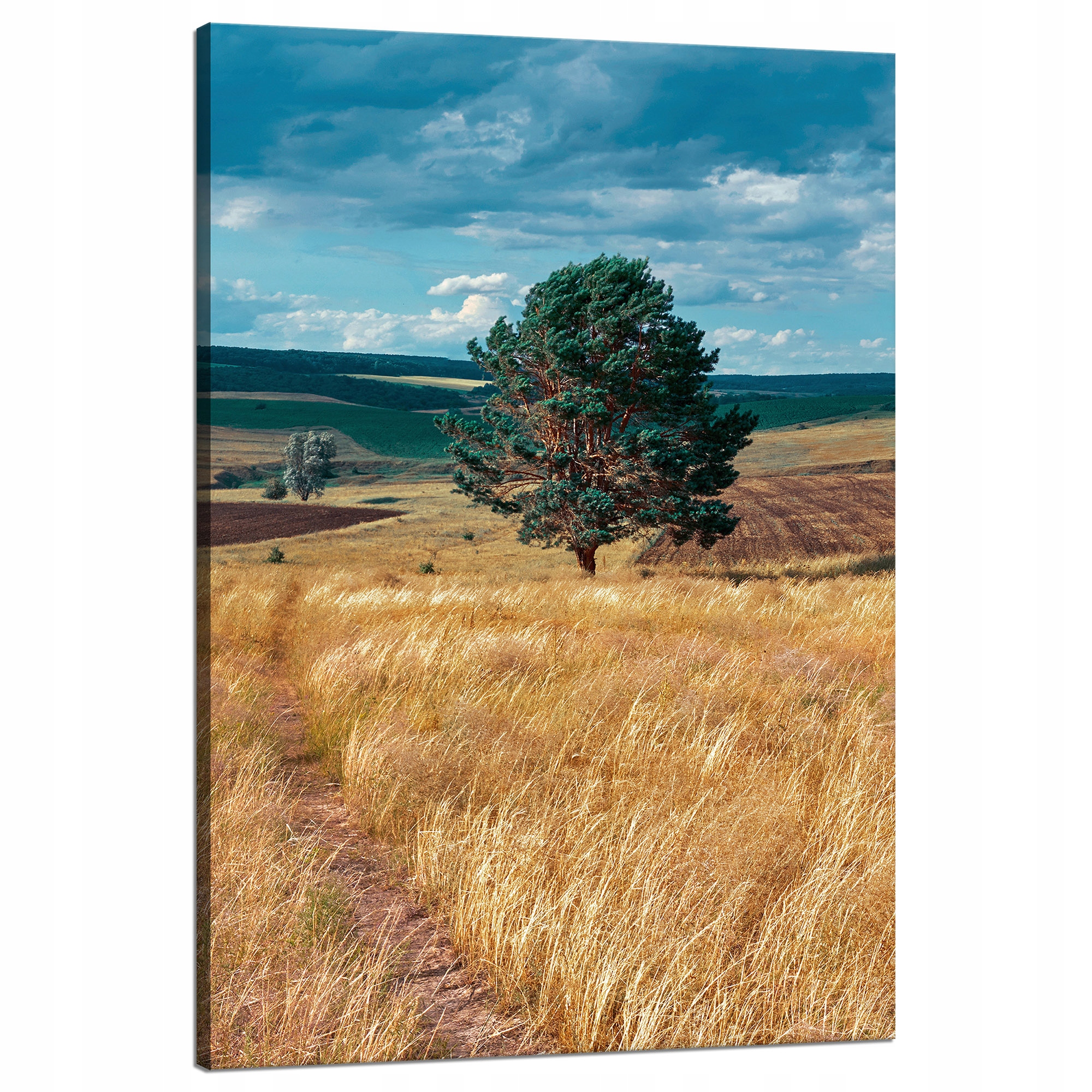 Obraz na plátně Pole Obilí Příroda Mraky Krajina 80x120 cm