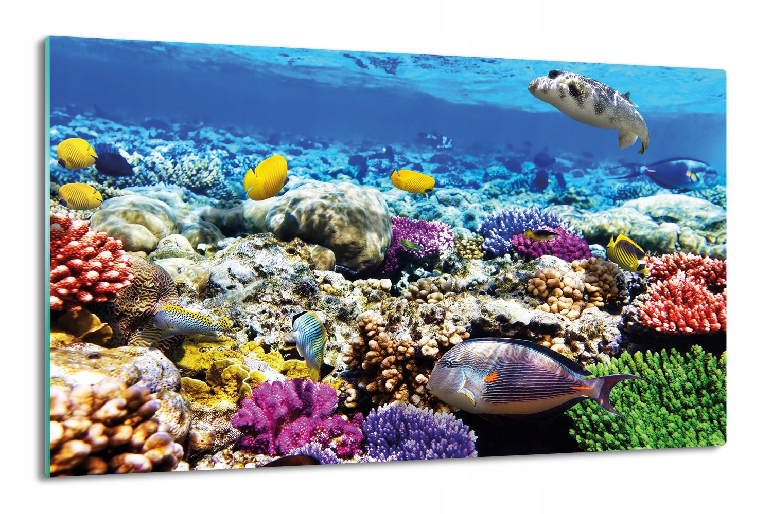 tisk krytka splashback 80x52 Ryby korálový útes