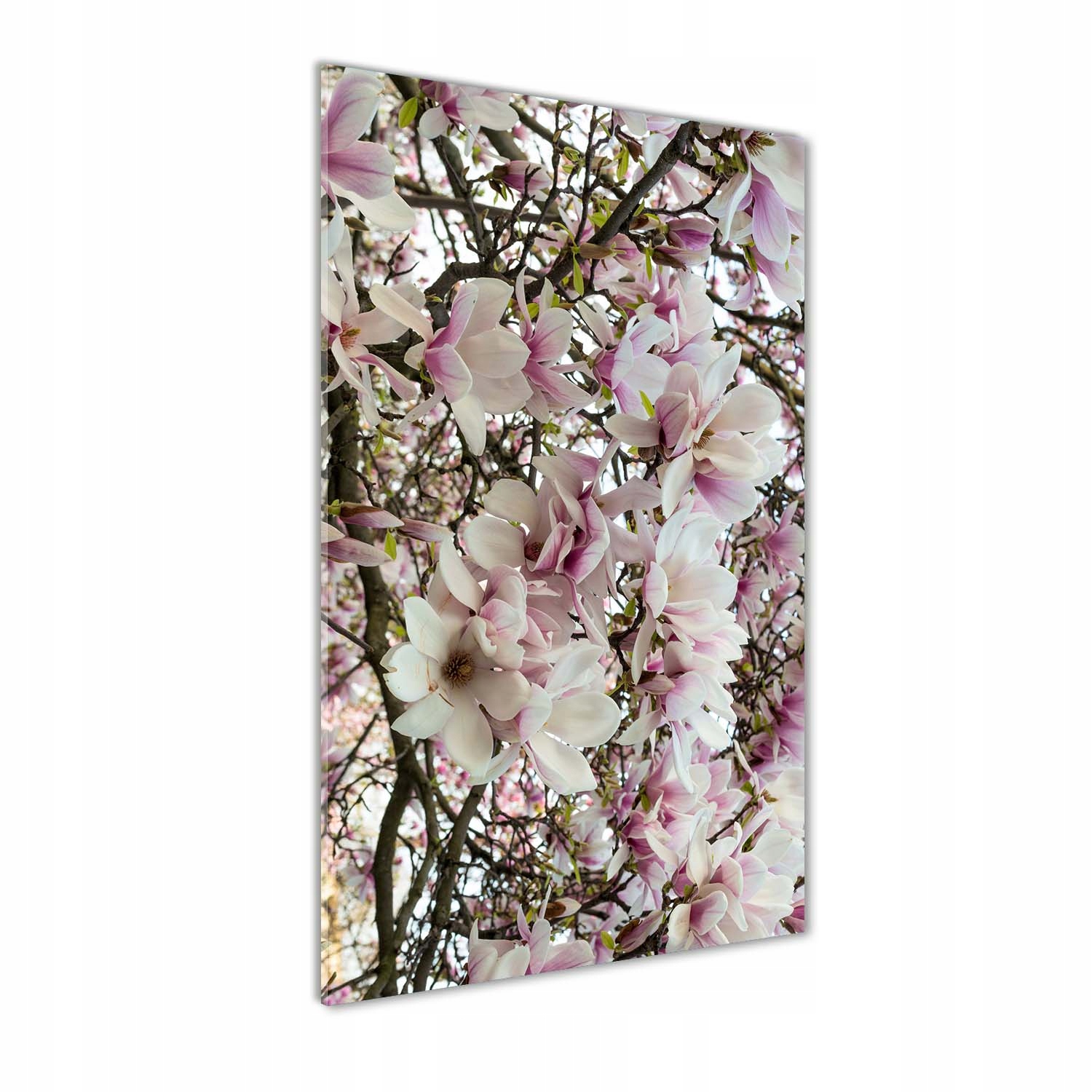 

Foto obraz szkło akrylowe Kwiaty magnolii 50x100cm