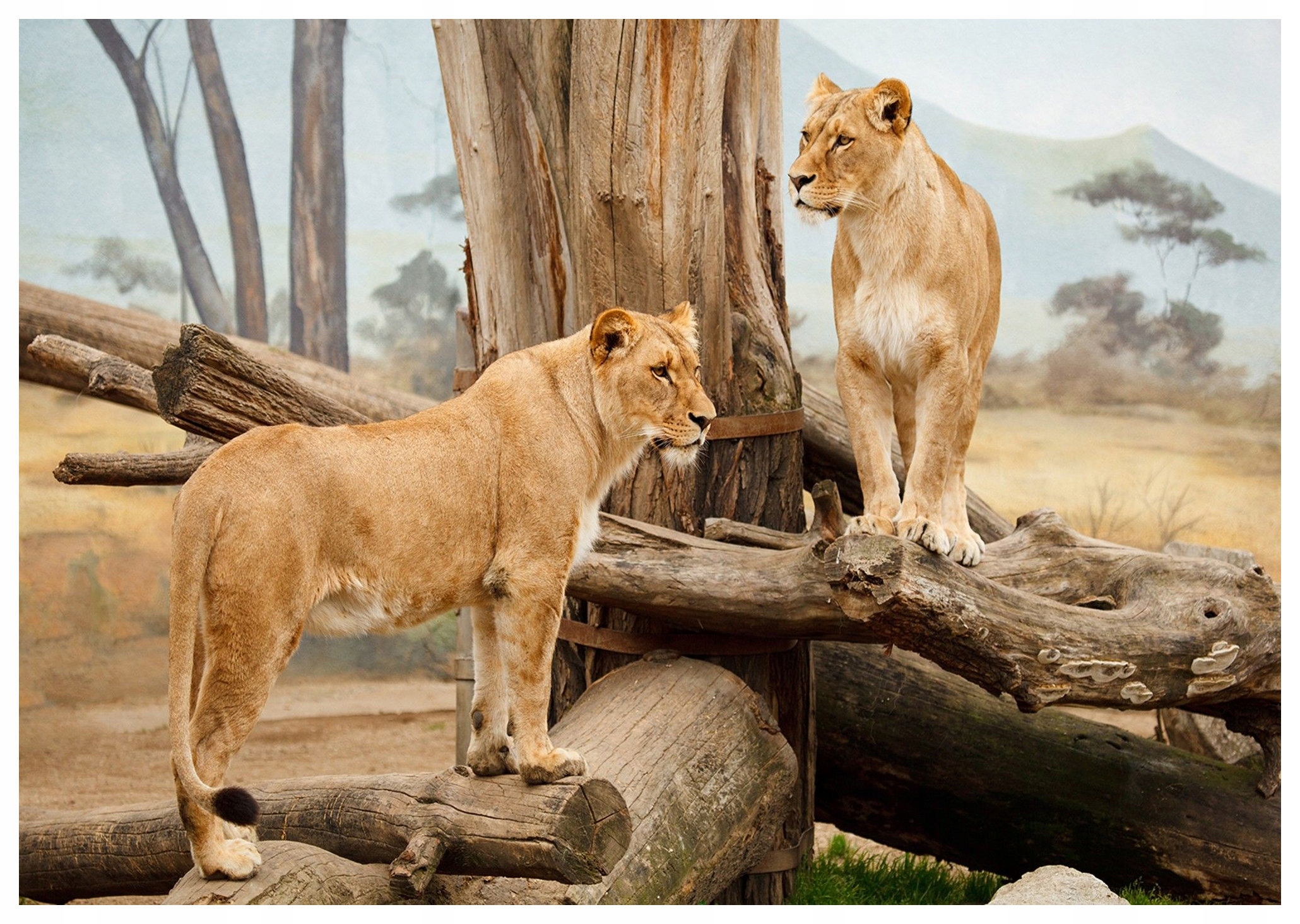 Vliesová fototapeta Africké lvy Pýcha přírody 300x210 lepidlo