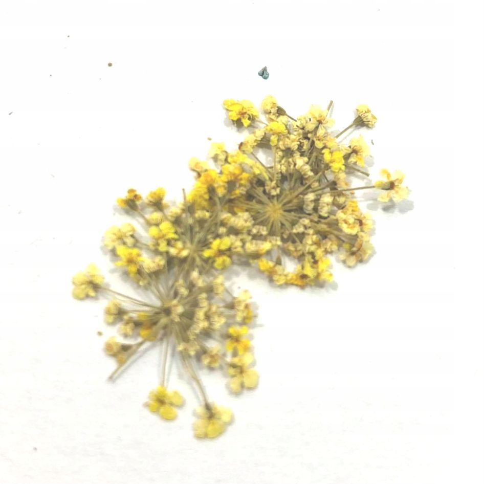 OZDOBA SUSZONE KWIATKI PŁATKI DO ZDOBIEŃ PAZNOKCI