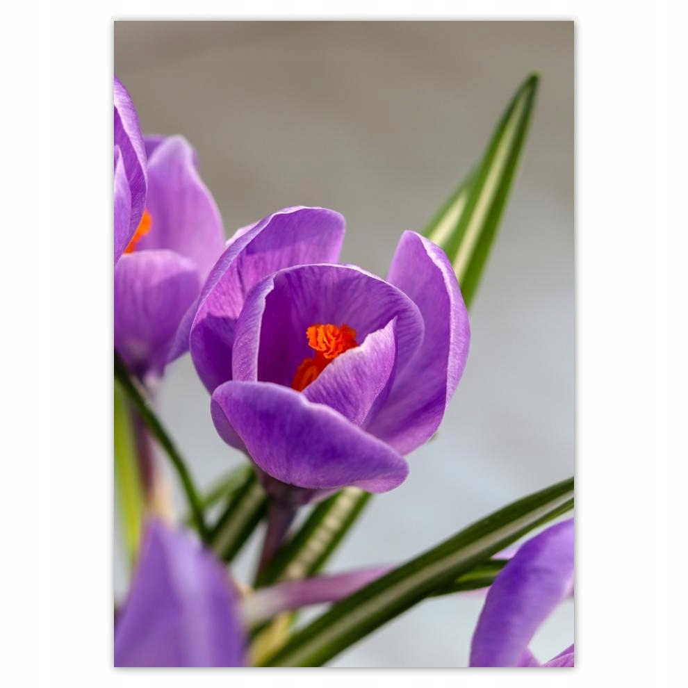 

Naklejki 50x70 Krokus Kwiaty