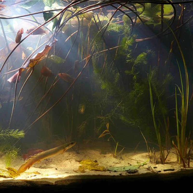 PUNKTOWE OŚWIETLENIE LED DO OCZKA WODNEGO EL-1 LAMPA WODOODPORNA PUNKTOWA EAN (GTIN) 05907796378724