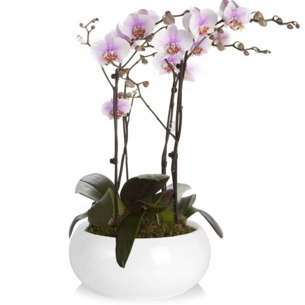 MISA MISKA DONICZKA OSŁONKA CERAMICZNA GLAMOUR POŁYSK BONSAI 24CM BIAŁA Marka Polnix