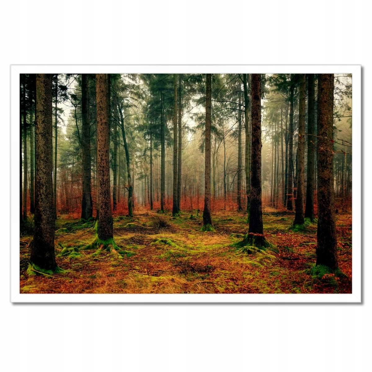 Plakáty v rámu 60x40 Lesní krajina Pohled