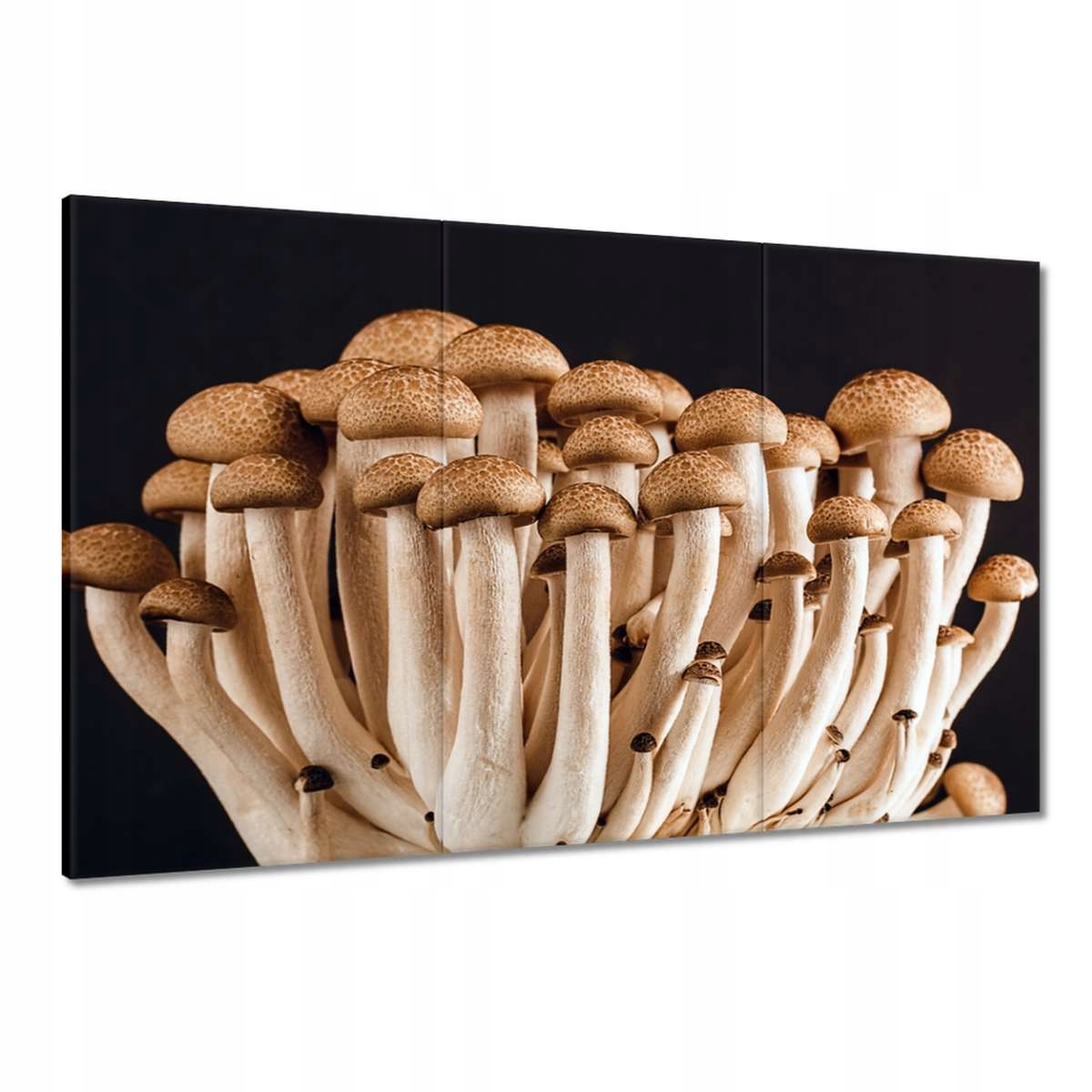 Obrazy 120x80 Houby v lese Zblízka