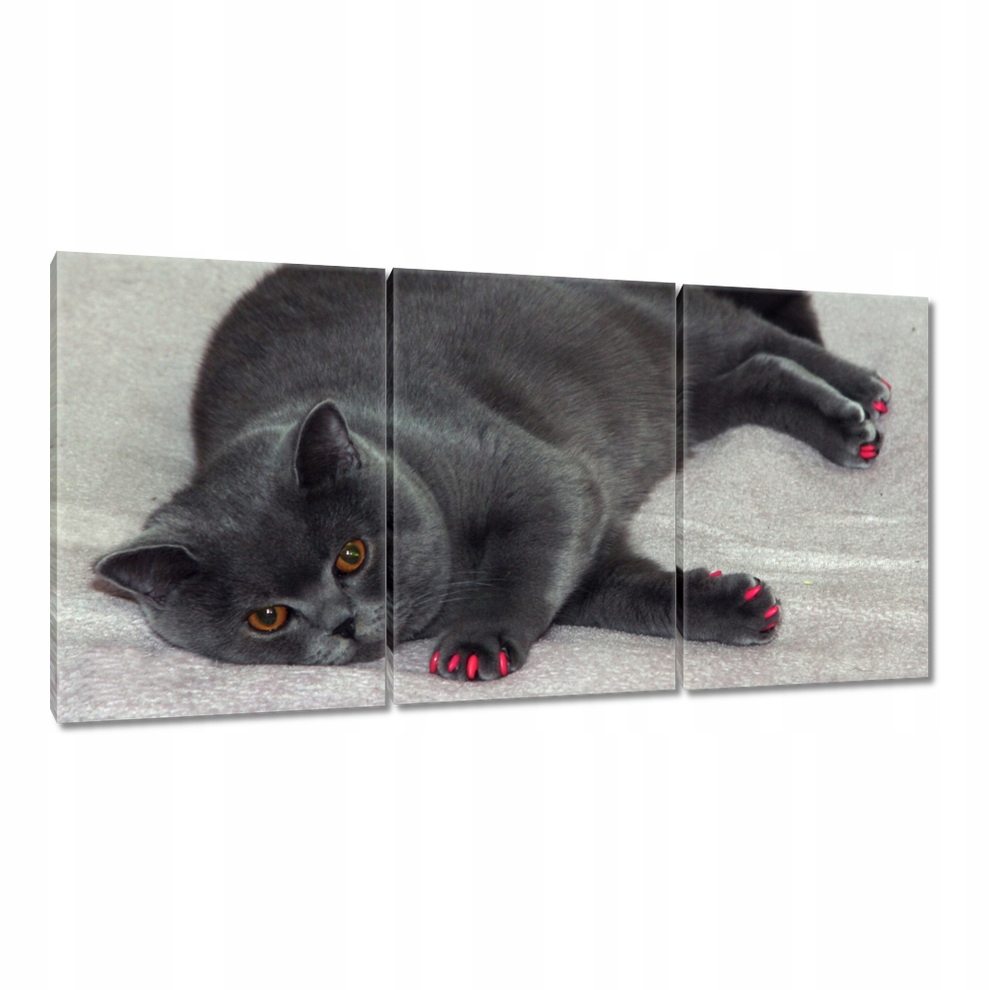 

Obrazy 120x60 Kot Kotki Koty Kicia