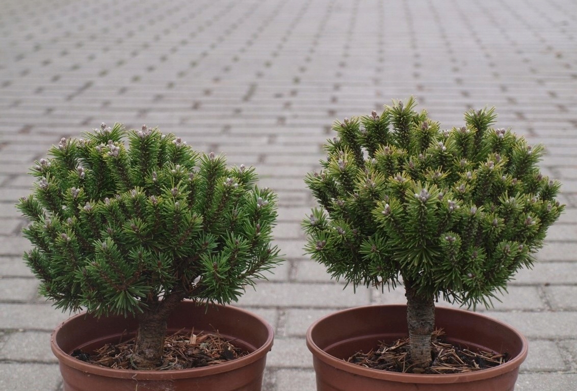 Sosna górska Pinus mugo Kostelnicek