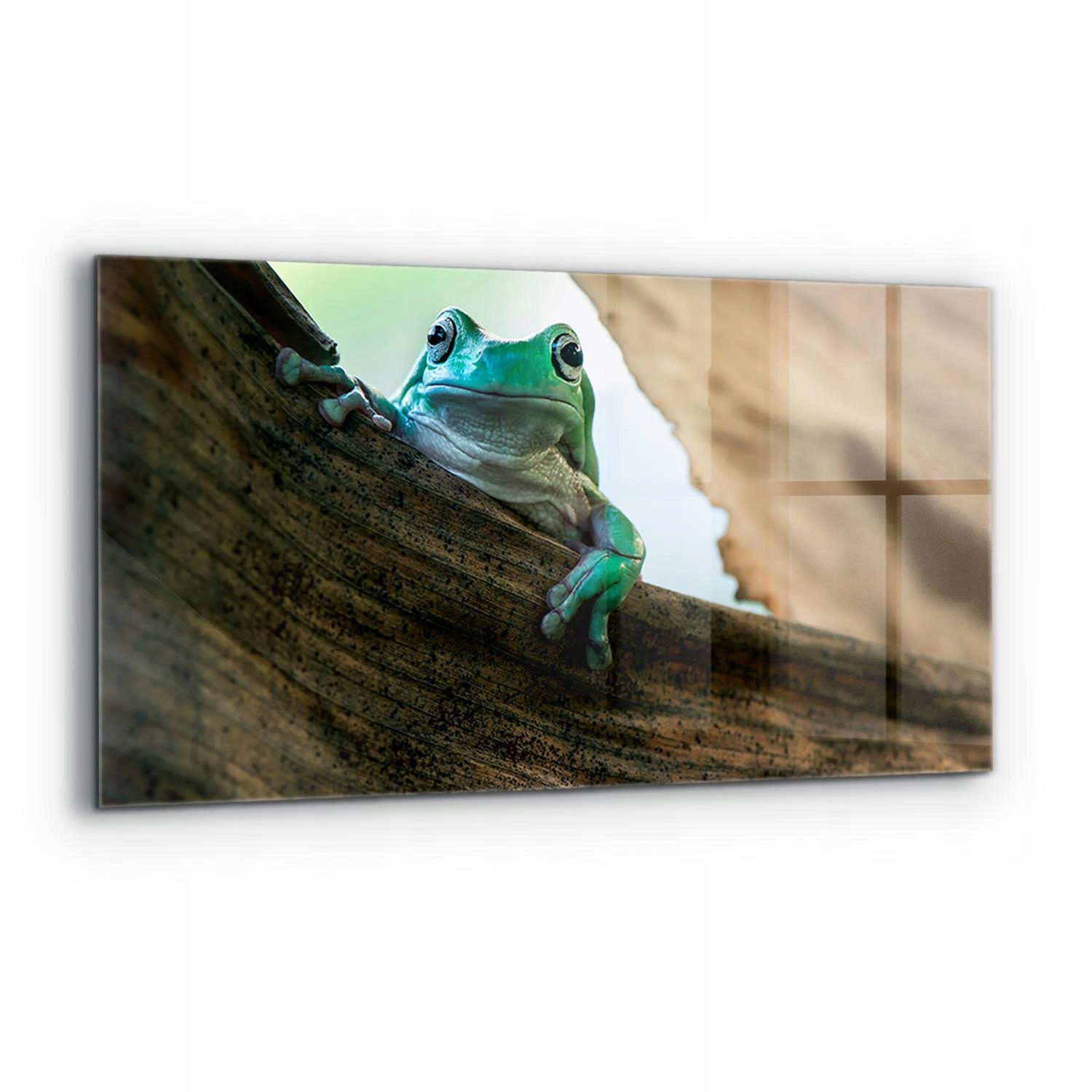 Nástenný panel Africká žaba portrét 120x60 cm