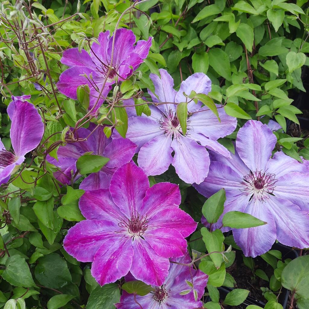 CLEMATIS WIELKOKWIATOWY BAŁTYK powojnik 1L