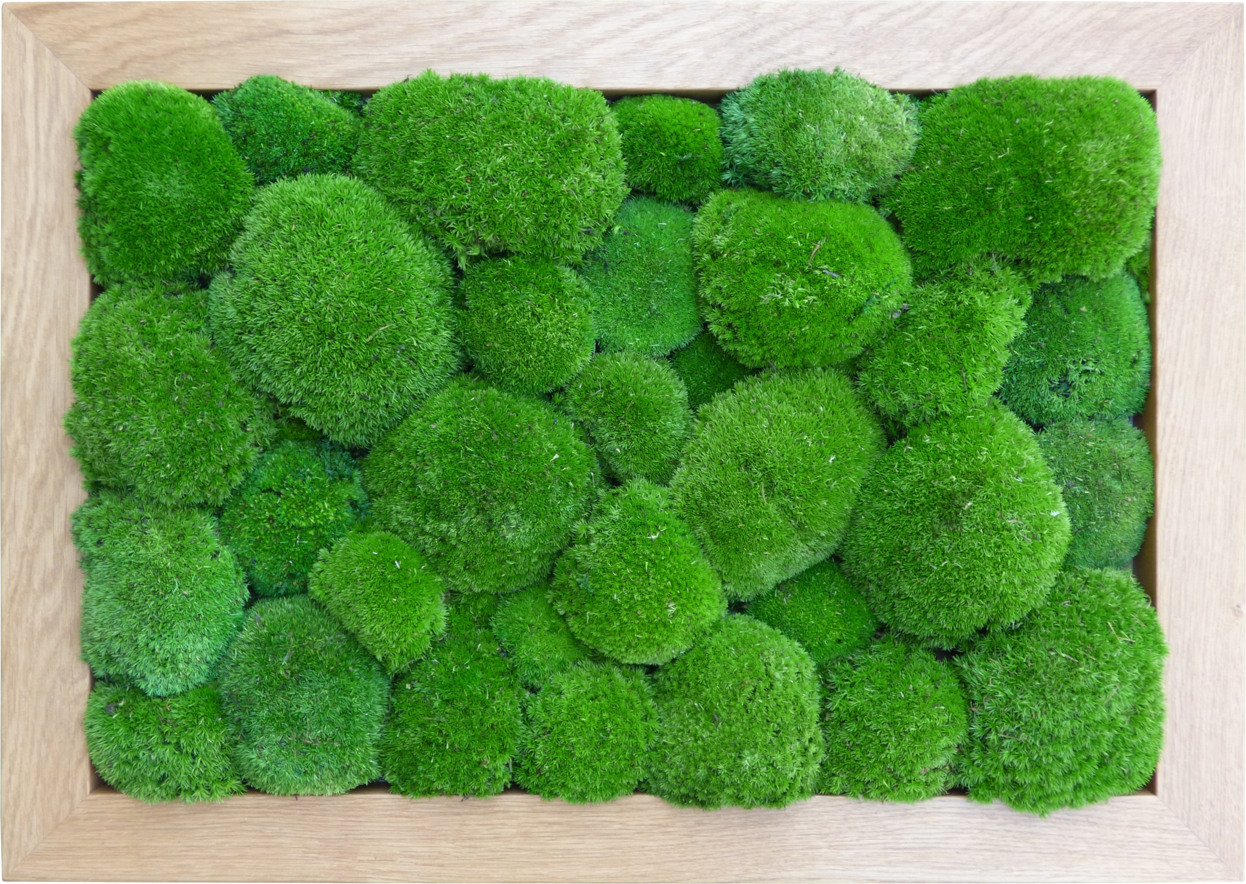Dubový obraz polštářový mech Premium Medium Green 50x50 cm