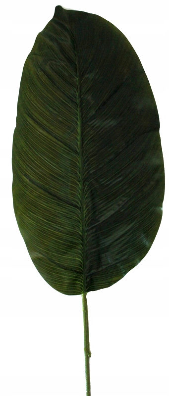 

Liść Banana Woskowany, Duży Bananowiec 58 cm