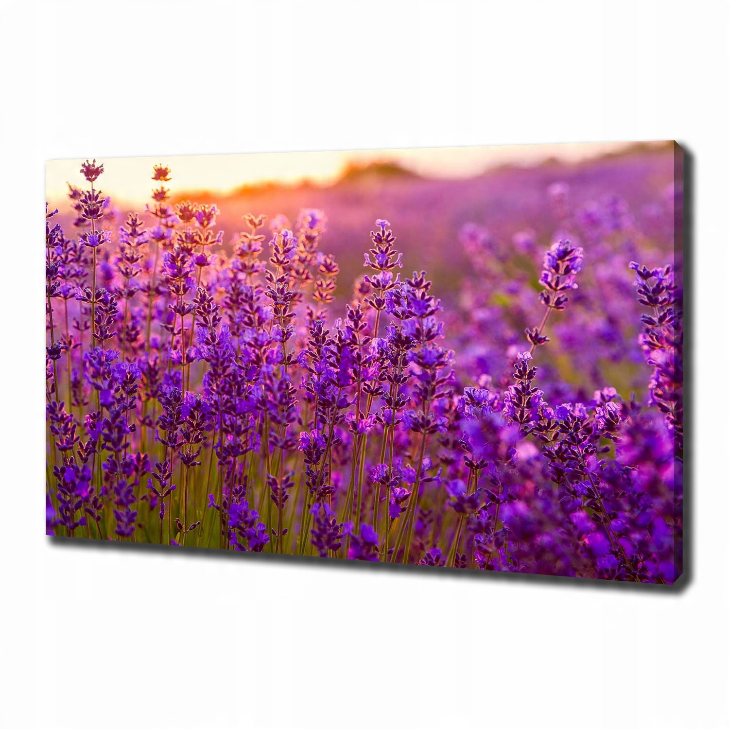 

Duży foto obraz na płótnie Pole lawendy 100x70 cm