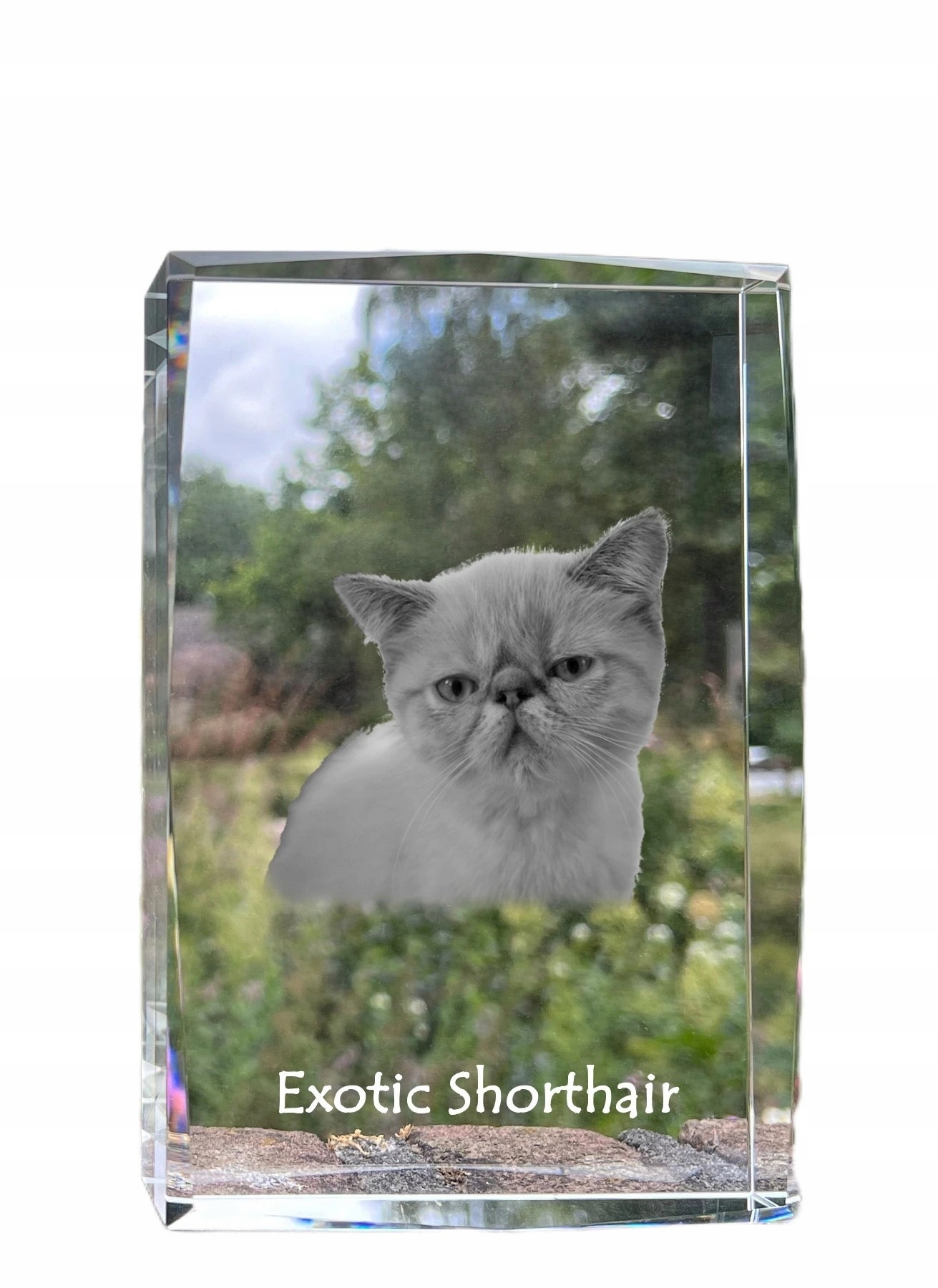 Exotická krátkosrstá mačka, fotografia v kryštáli, suvenír, trofej
