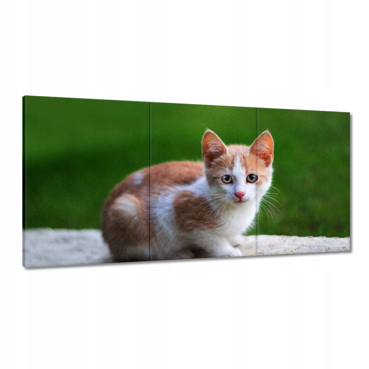 Obrazy 180x90 Kicia Mačiatko Mačka