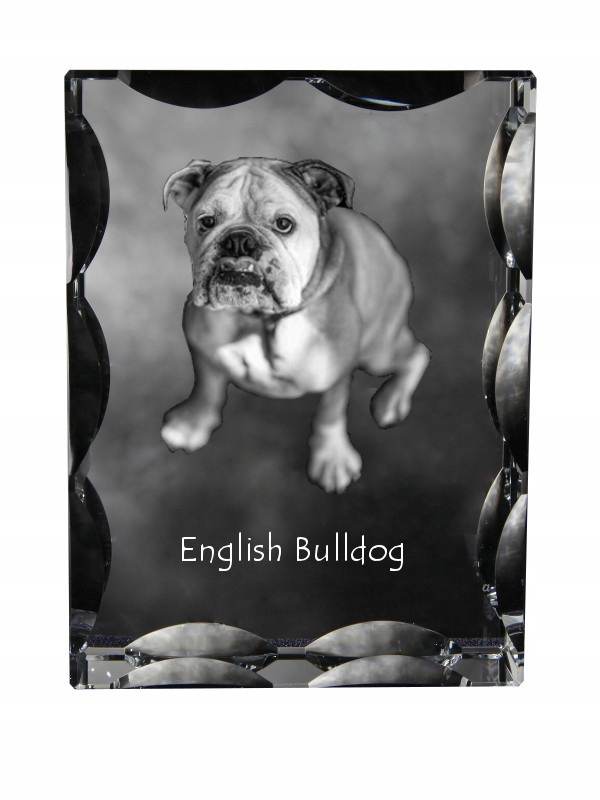 Buldog fotografia psa v ozdobnom kryštáli, suvenír, dekorácia domu