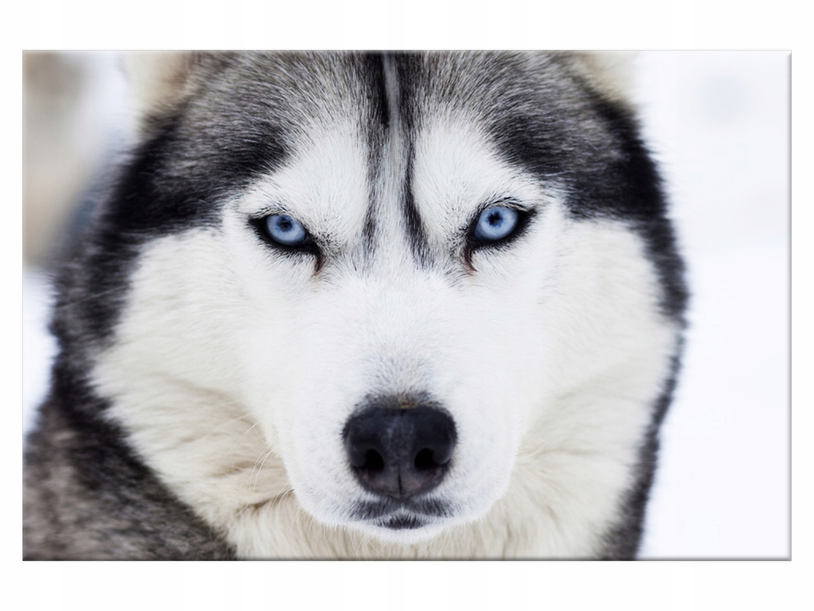 

Obraz Husky 120x80 Zwierzęta 1336A_1B do salonu