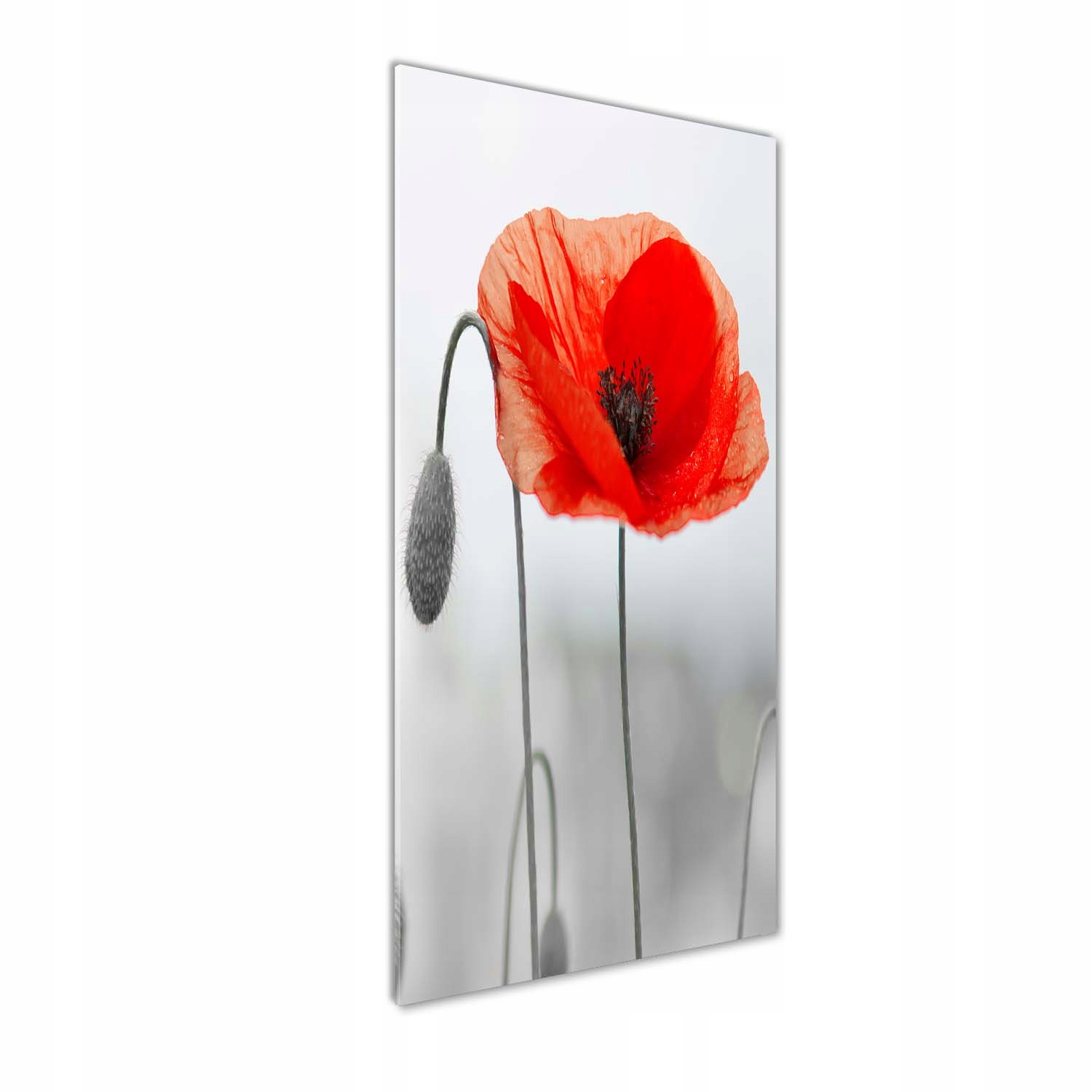 

Foto obraz szkło hartowane Polne maki 50x125 cm