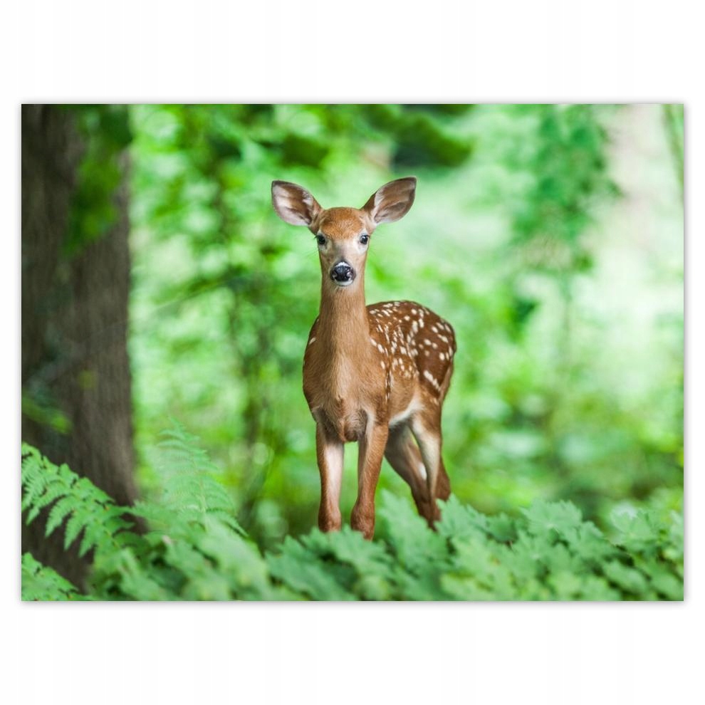 

Plakat 40x30 Sarenka w lesie Las