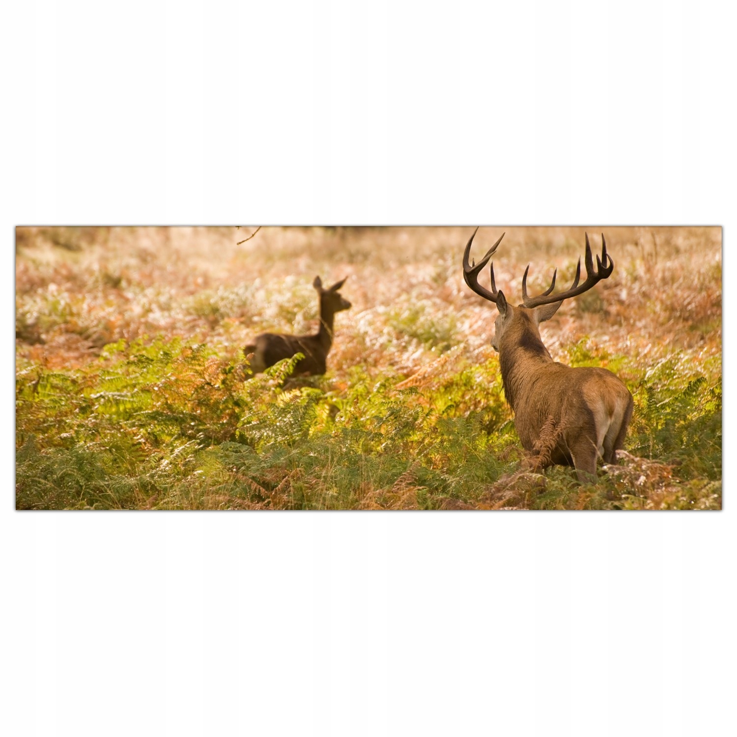 

Obraz na szkle Foto Jeleń Natura Zwierzę 125x50