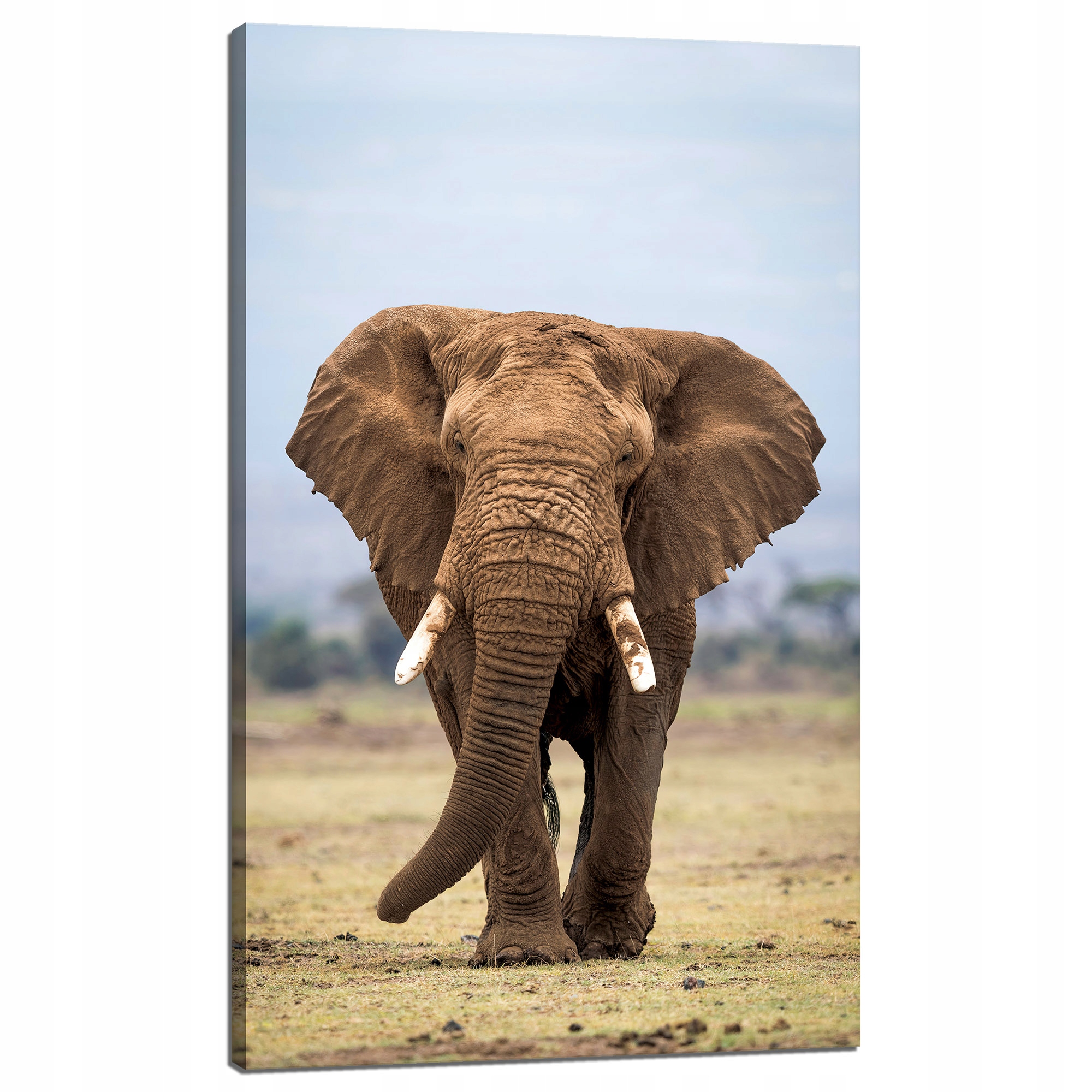 Obraz na plátně Slon Afrika Umění Příroda 60x100 cm