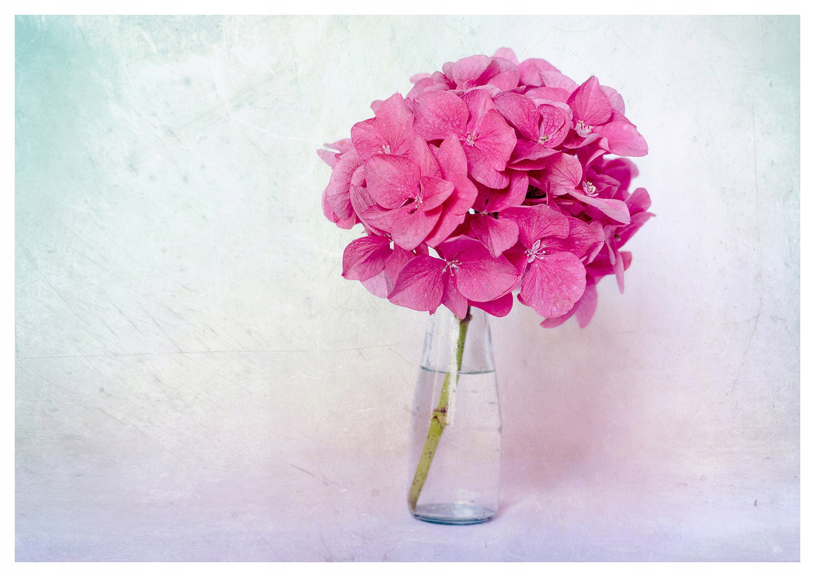 Fototapeta Hortenzie Růžová Pastelová vinylová 254x184 lepidlo