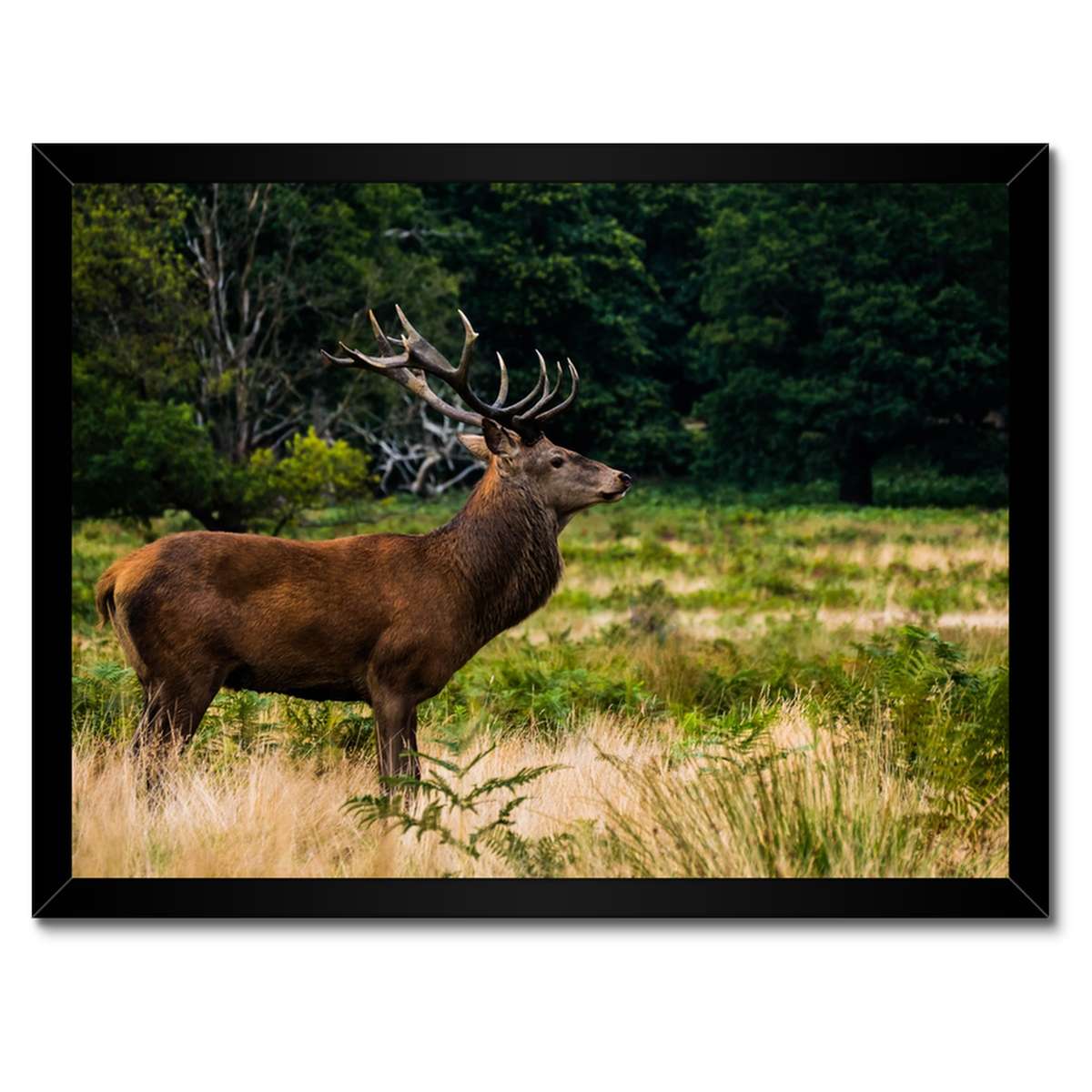 Plakáty v rámu 40x30 Obří jelen Krajina