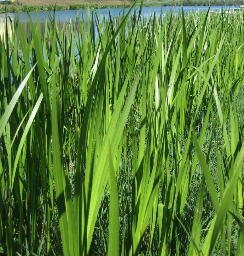 День аир. АИР обыкновенный - Acorus Calamus. АИР обыкновенный (Acorus Calamus l.). АИР болотный (Acorus Calamus). АИР болотный Фармакогнозия.