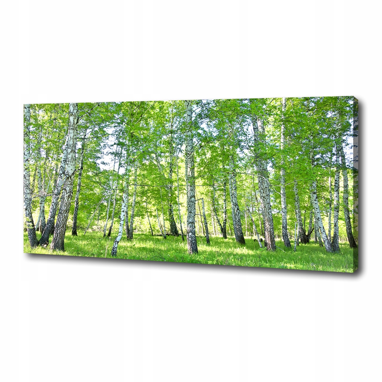 

Foto obraz duży canvas na ścianę Brzozy 125x50 cm