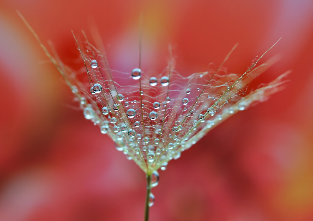 

Tapeta Flizelinowa Dmuchawiec Czerwony 312x219