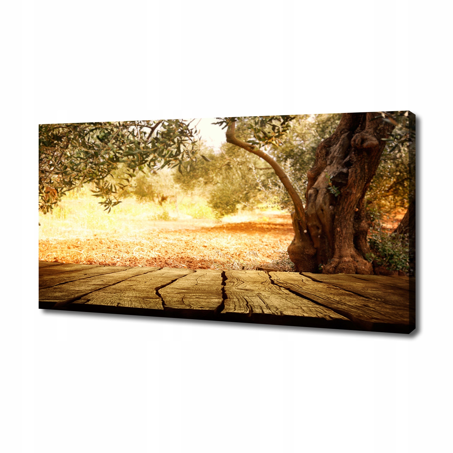 

Foto obraz na płótnie Drzewo oliwne 140x70 cm