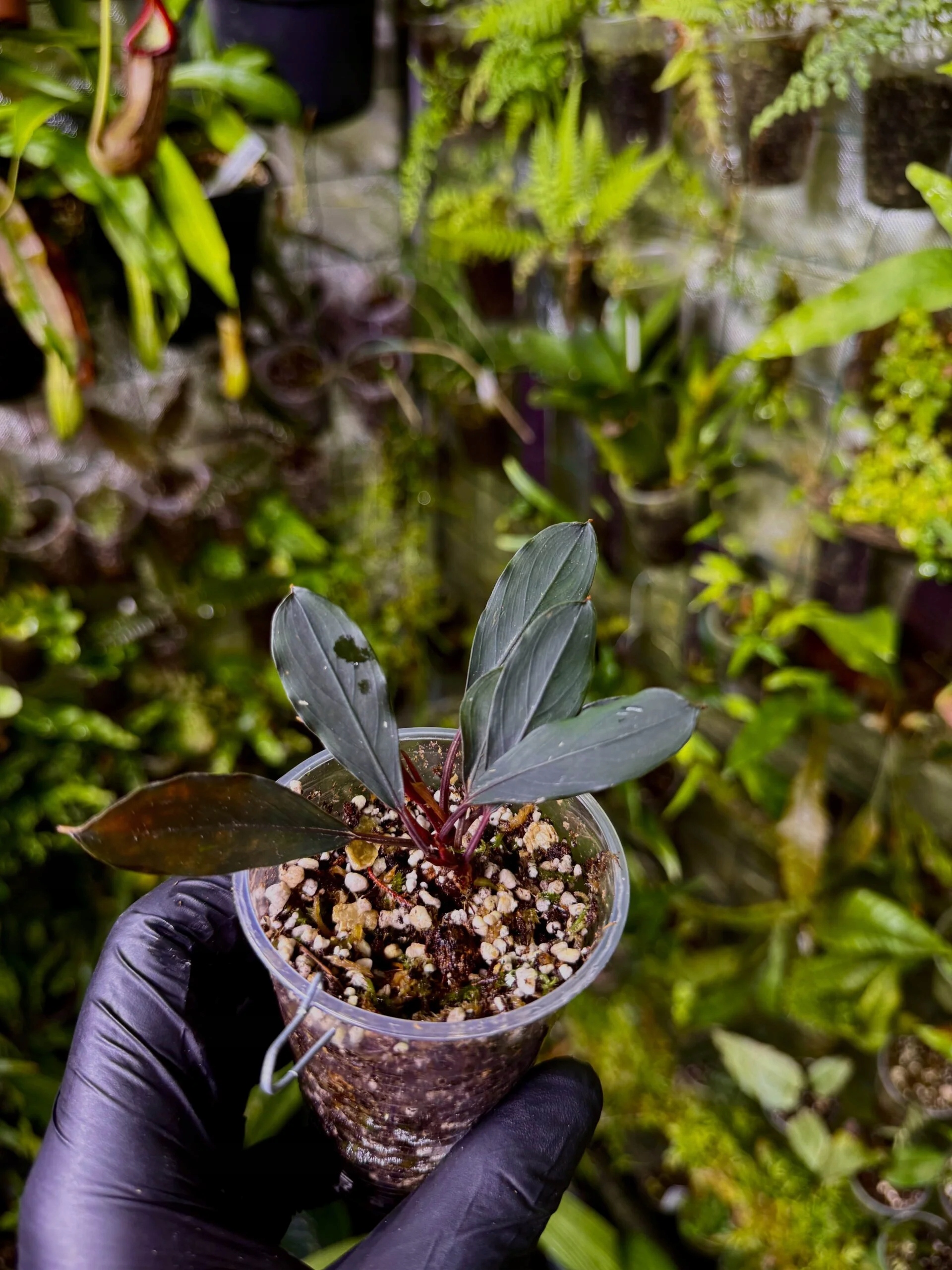 Levně Bucephalandra kishii war rostlina akvárium paludárium exotické