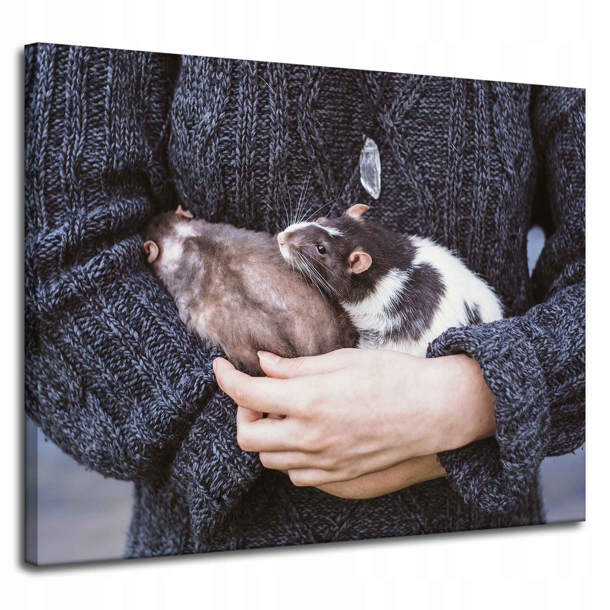 Obraz Canvas Zvířata Hlodavci Krysy 100x80 cm