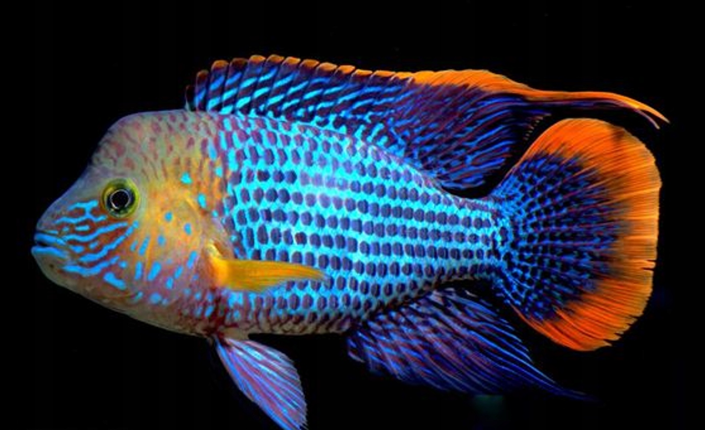 Акара оранжевая-Andinoacara rivulatus-цихлида