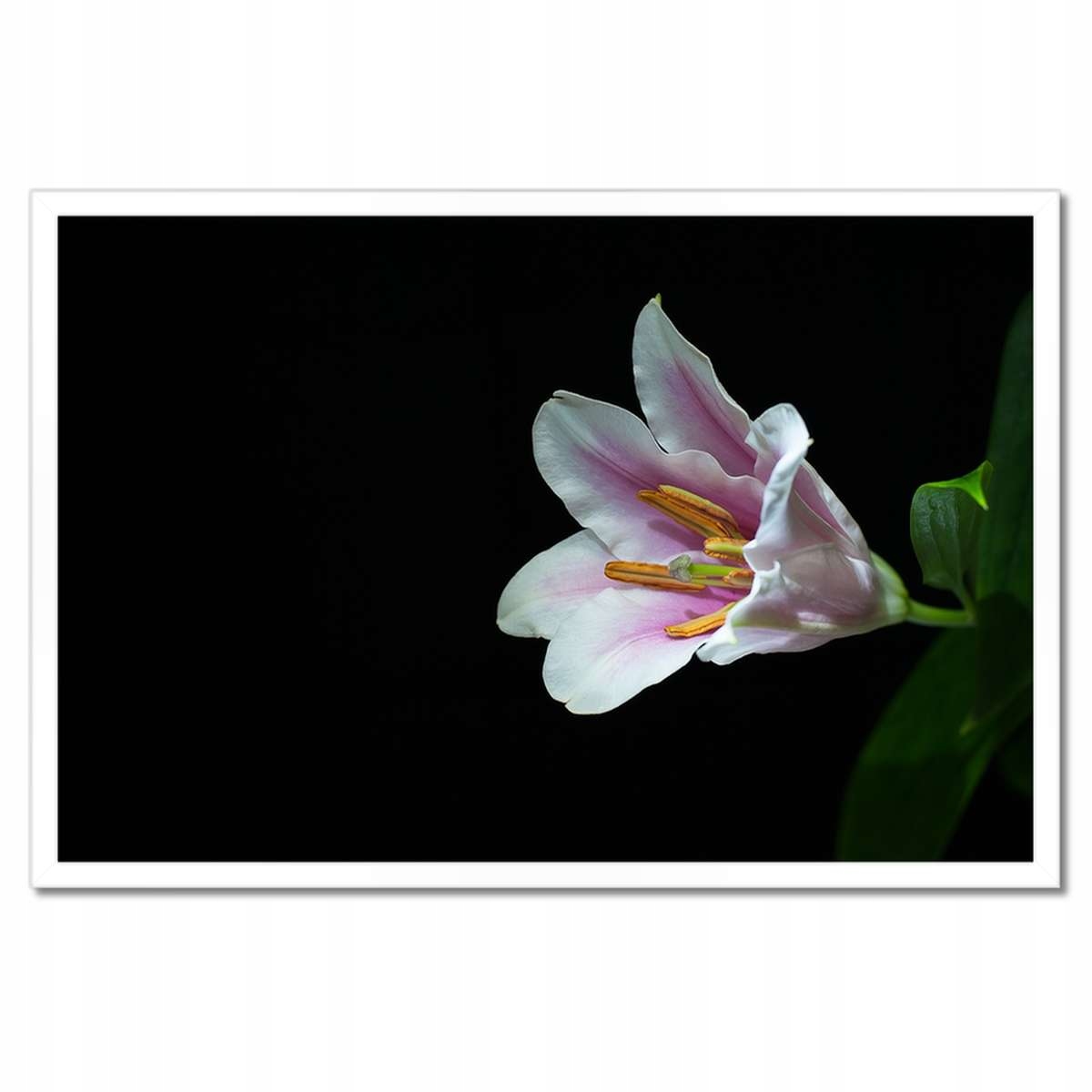 Plakáty v rámu 60x40 Rozkvetlá růžová lilie