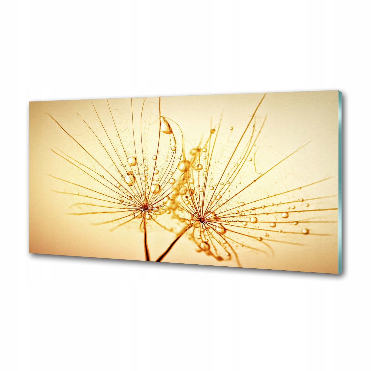 Panel do kuchyne Semená dúchadla 120 x 60 cm Lepidlo
