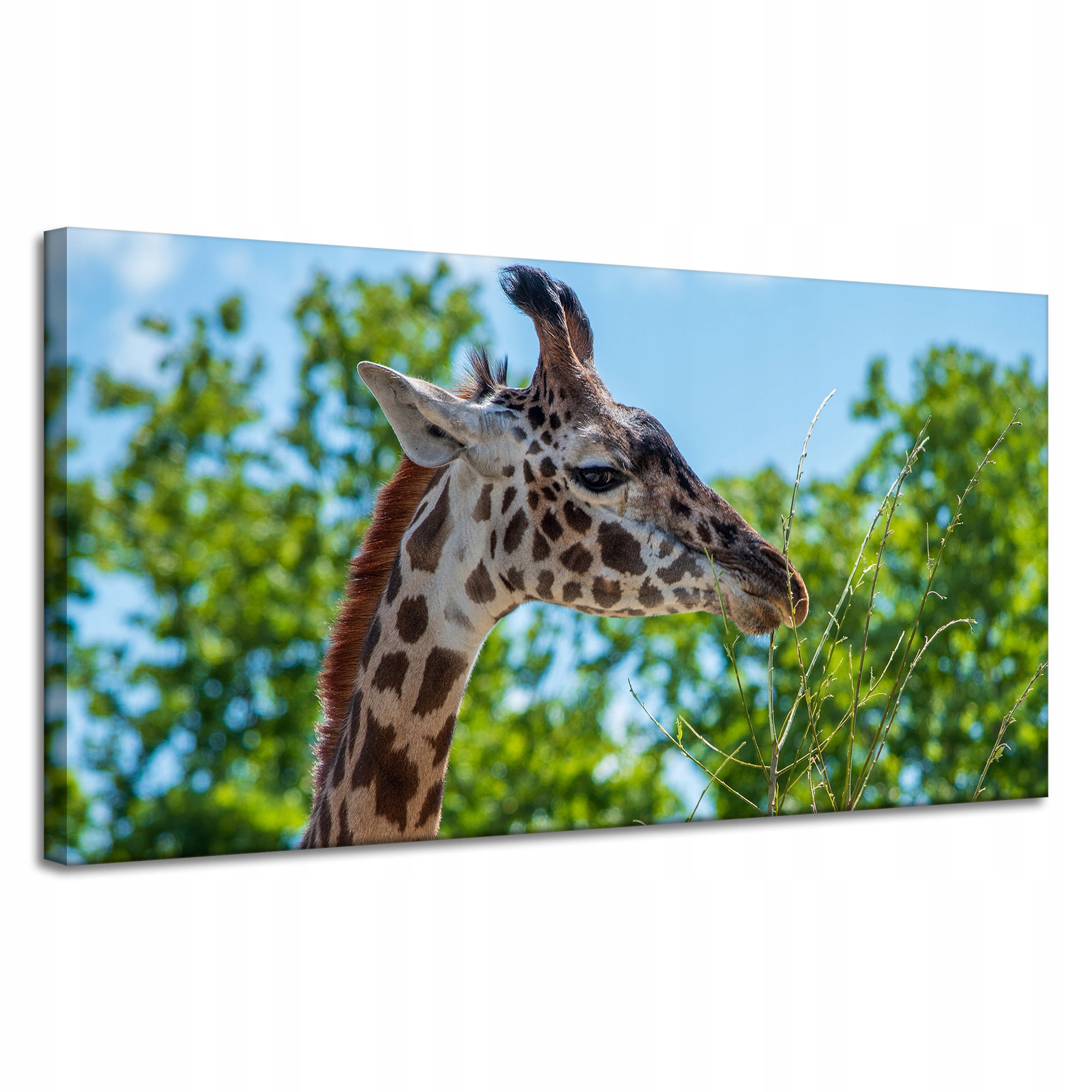 Obraz Canvas Zvířata Žirafa na plátně 120x60 cm
