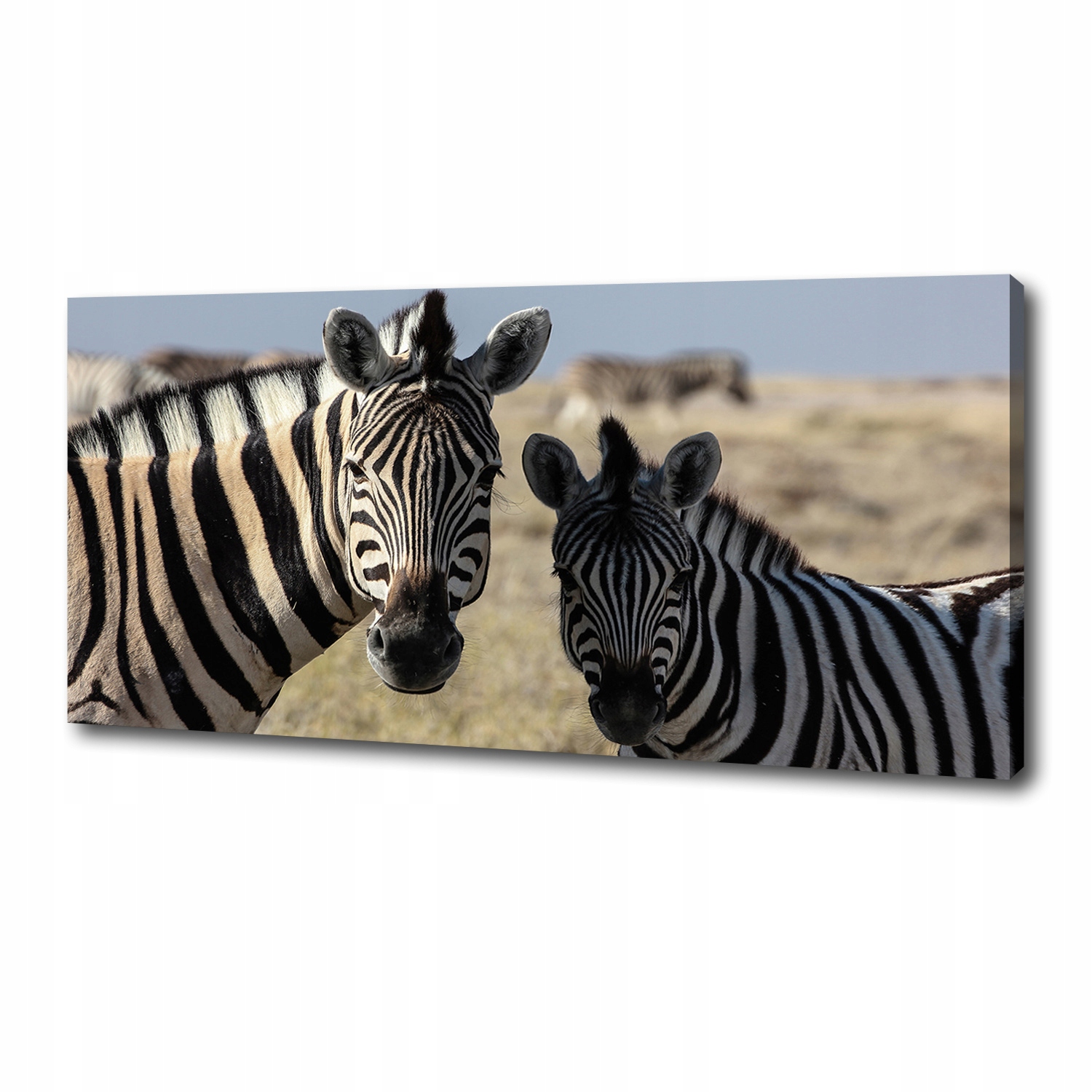 

Foto obraz canvas na ścianę Dwie zebry 125x50 cm