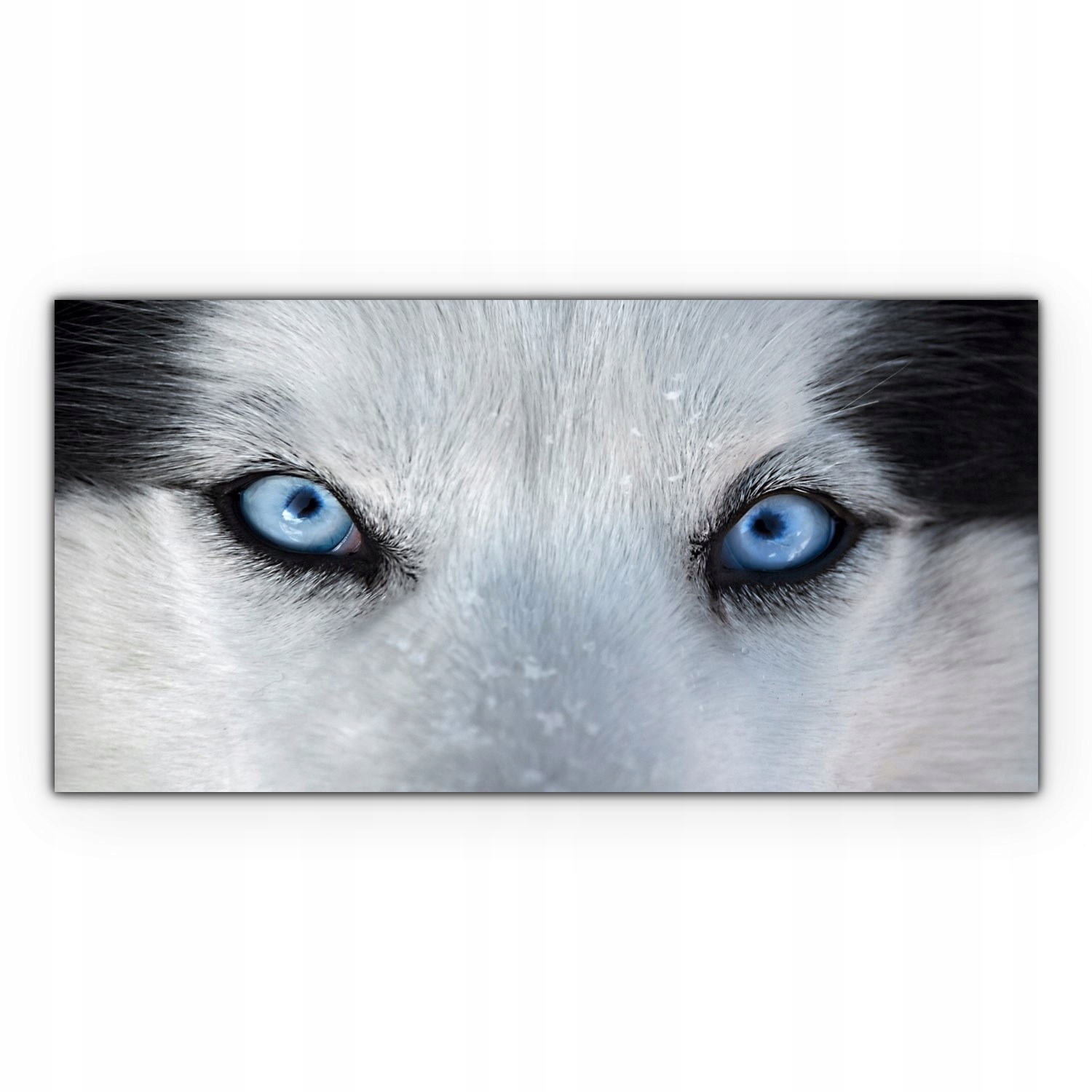 

Obraz na płótnie na ścianę 120x60 Husky Oczy Pies