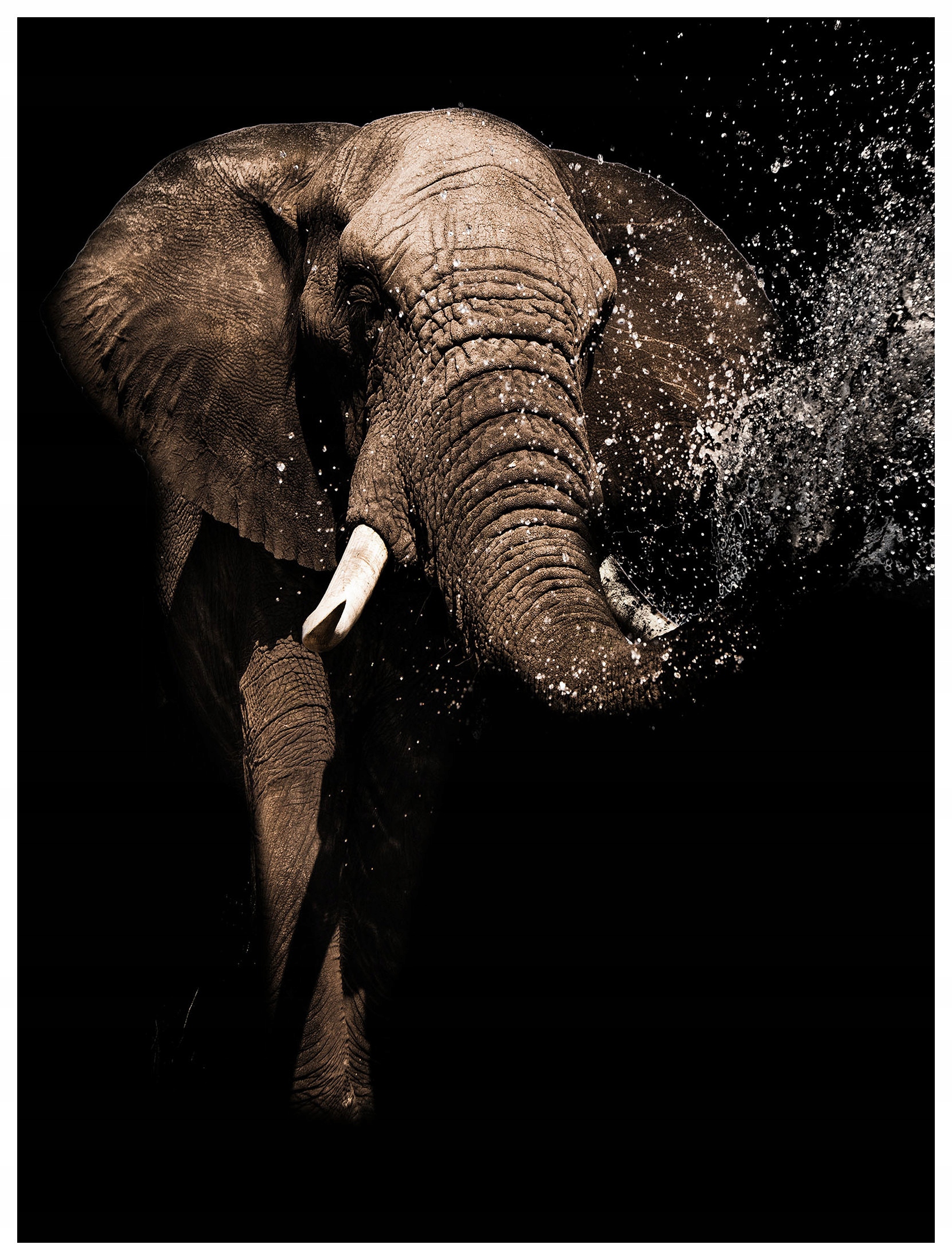 Fototapeta Slon africký vánek savany vinylová 184x254 lepidlo