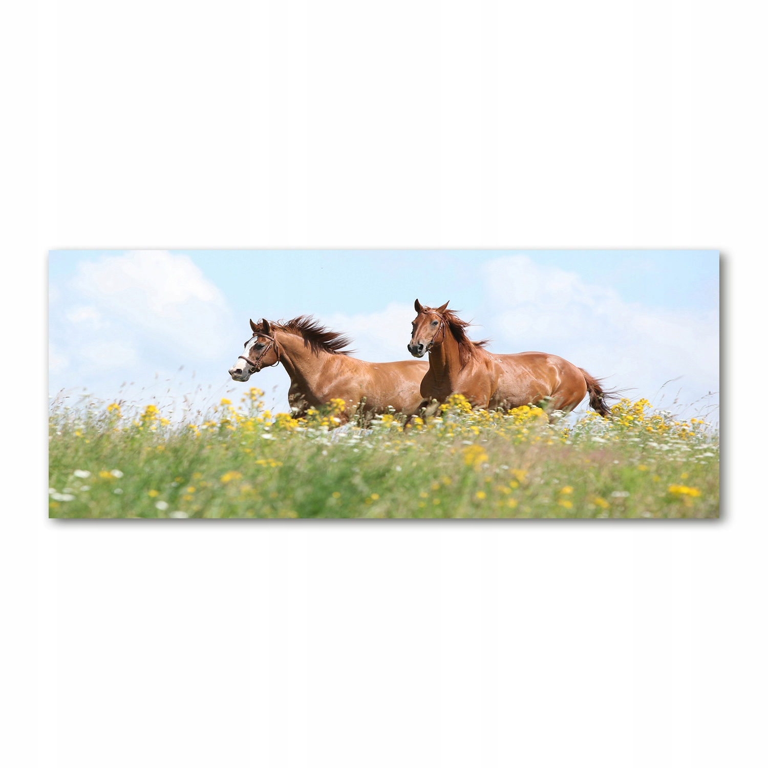 

Foto obraz szkło akryl Dwa konie w galopie 125x50