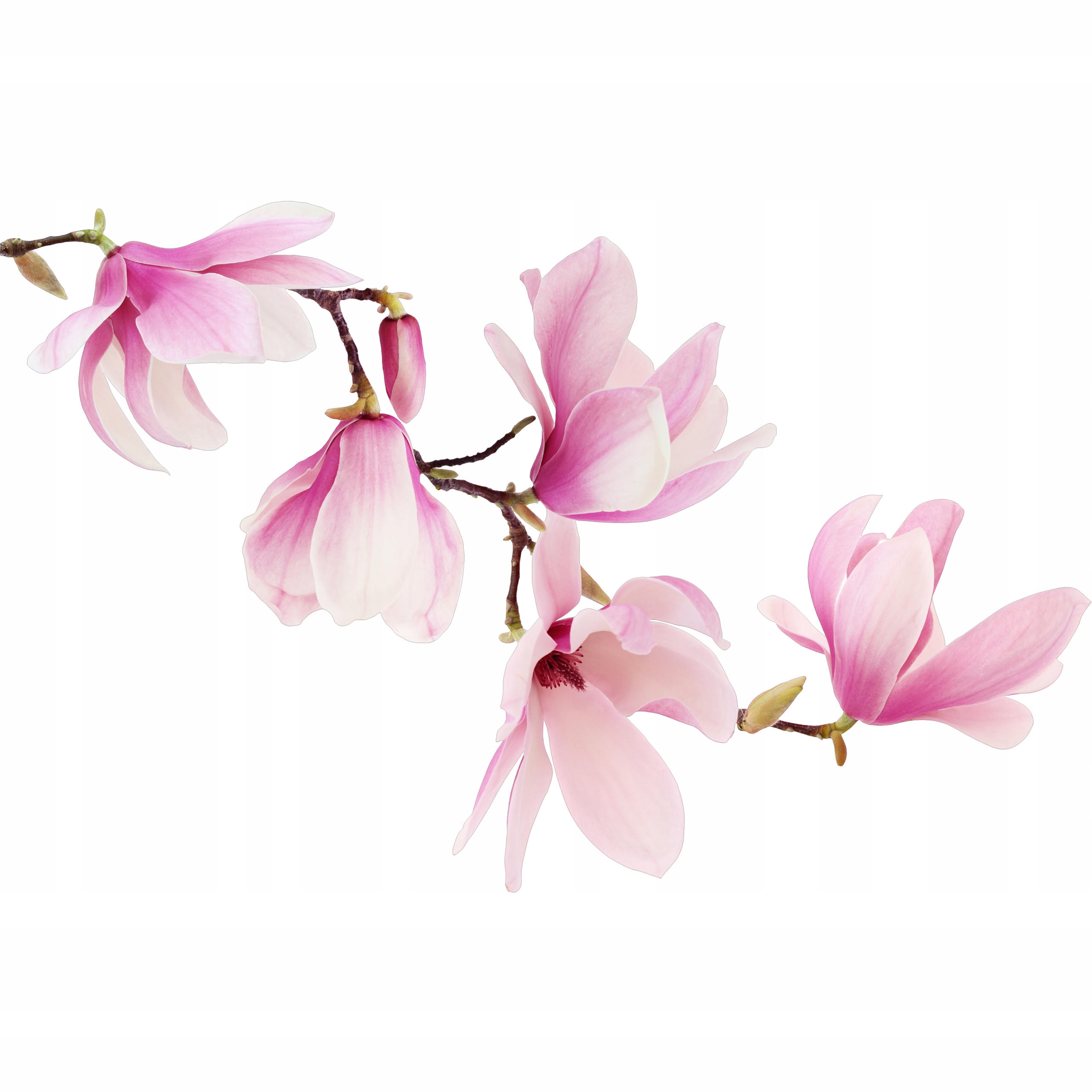 

naklejki na ścianę drzwi Magnolia