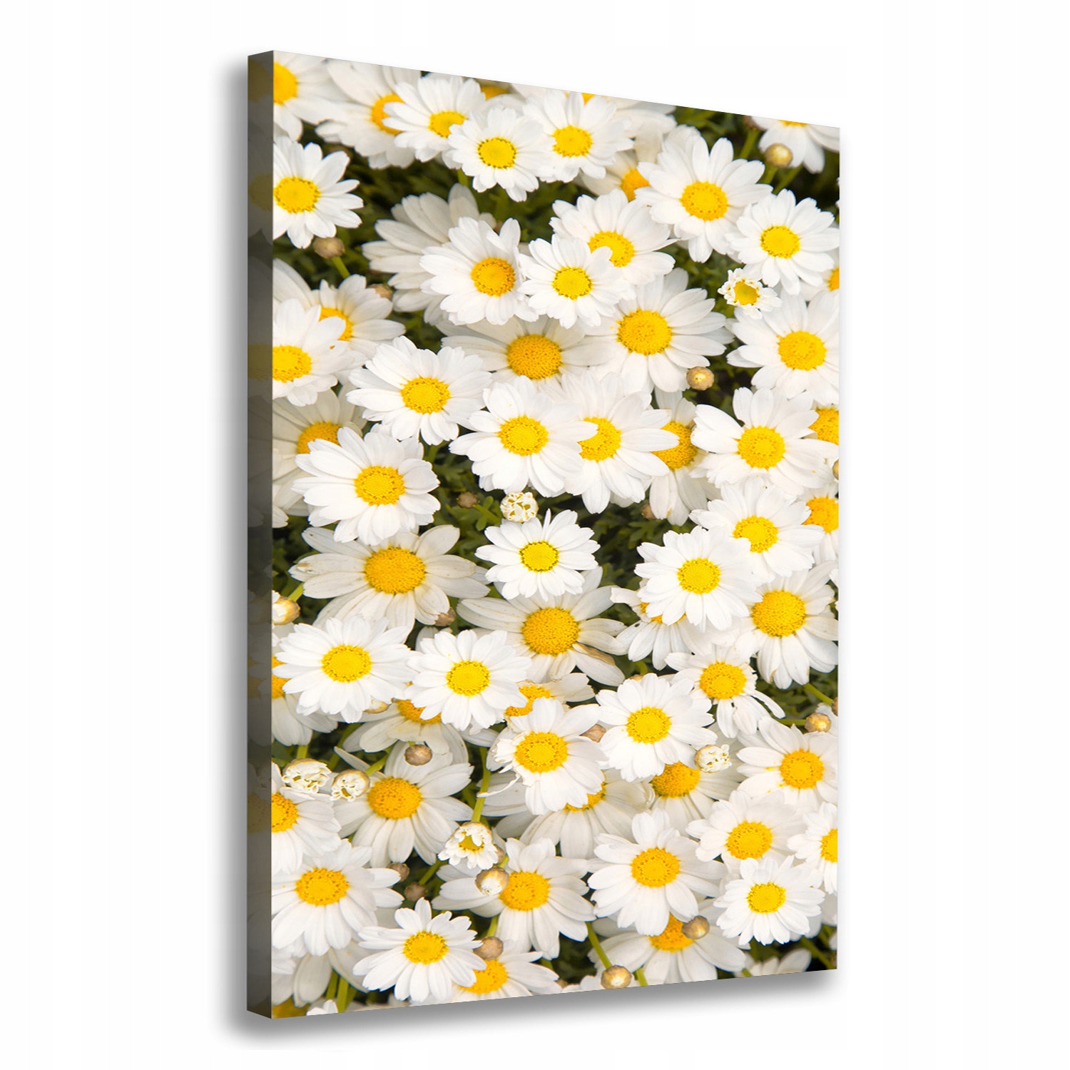Fotoobraz obraz na plátně Květy sedmikrásky 70x100 cm