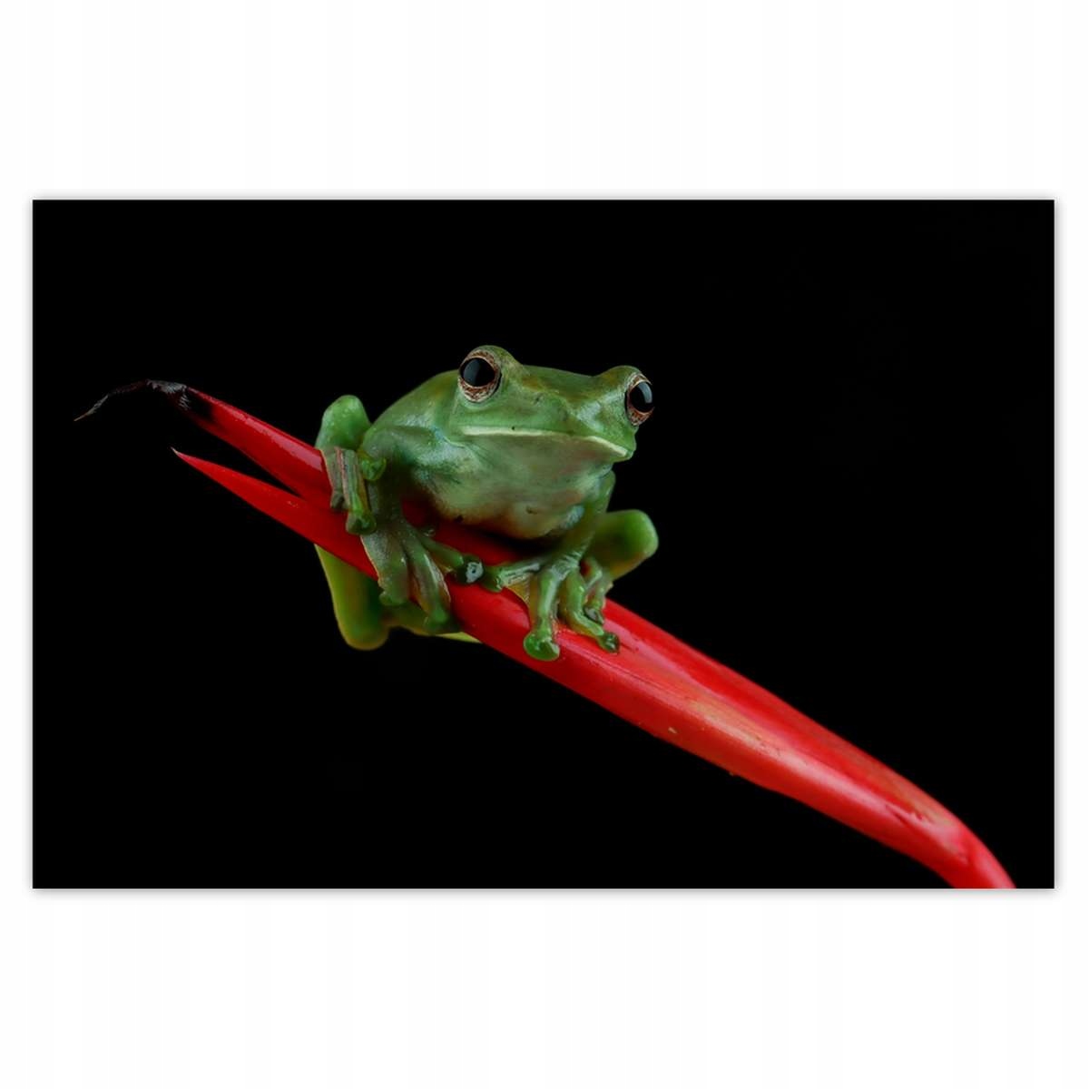 Plakáty 200x135 Rhacophorus dulitensis