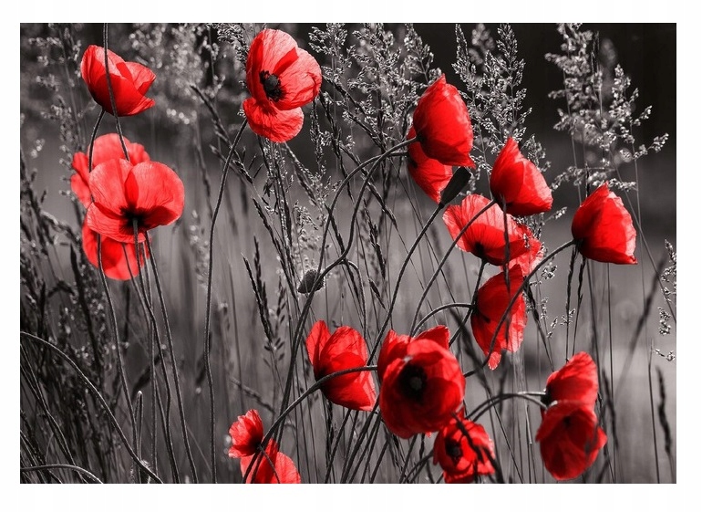 Fototapeta Maki Červené Květy Louka Pohled 254x184