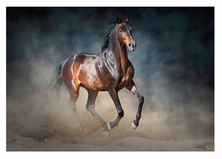 Fototapeta Kůň Koně Zvířata Galop 3D 254x184