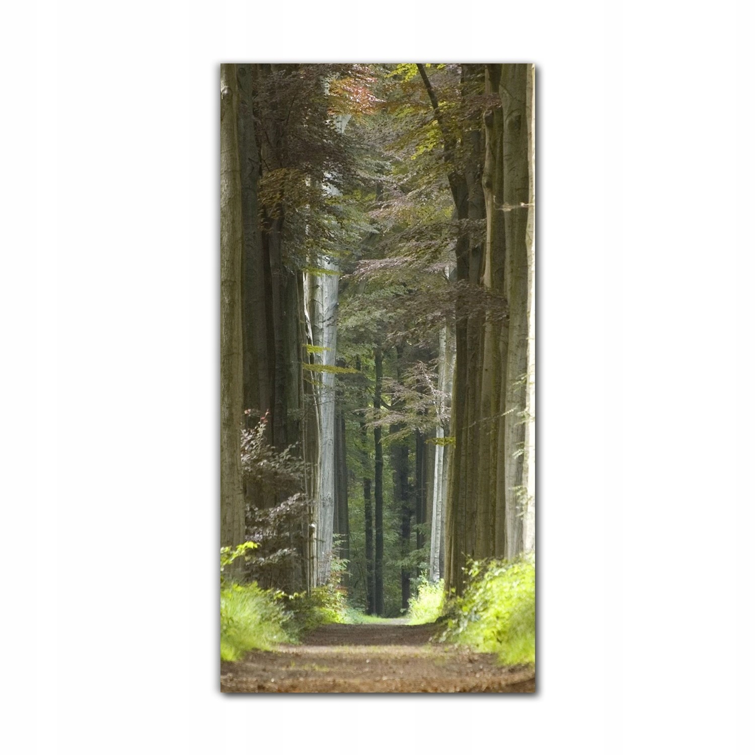 

Foto-obraz na szkle na ścianę 70x140 Leśny szlak