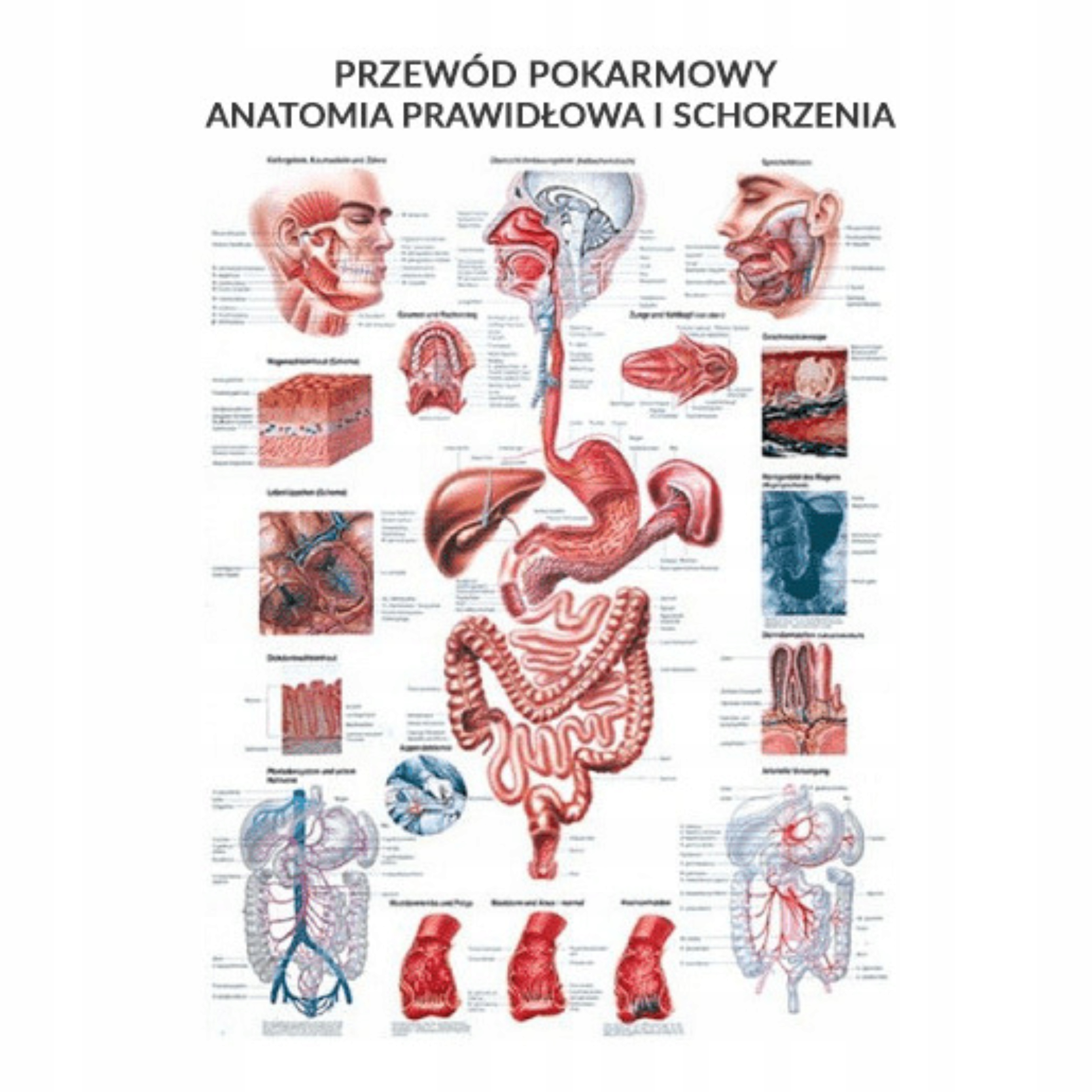 Anatomia Tablica Przewód Pokarmowy Laminowana Pl