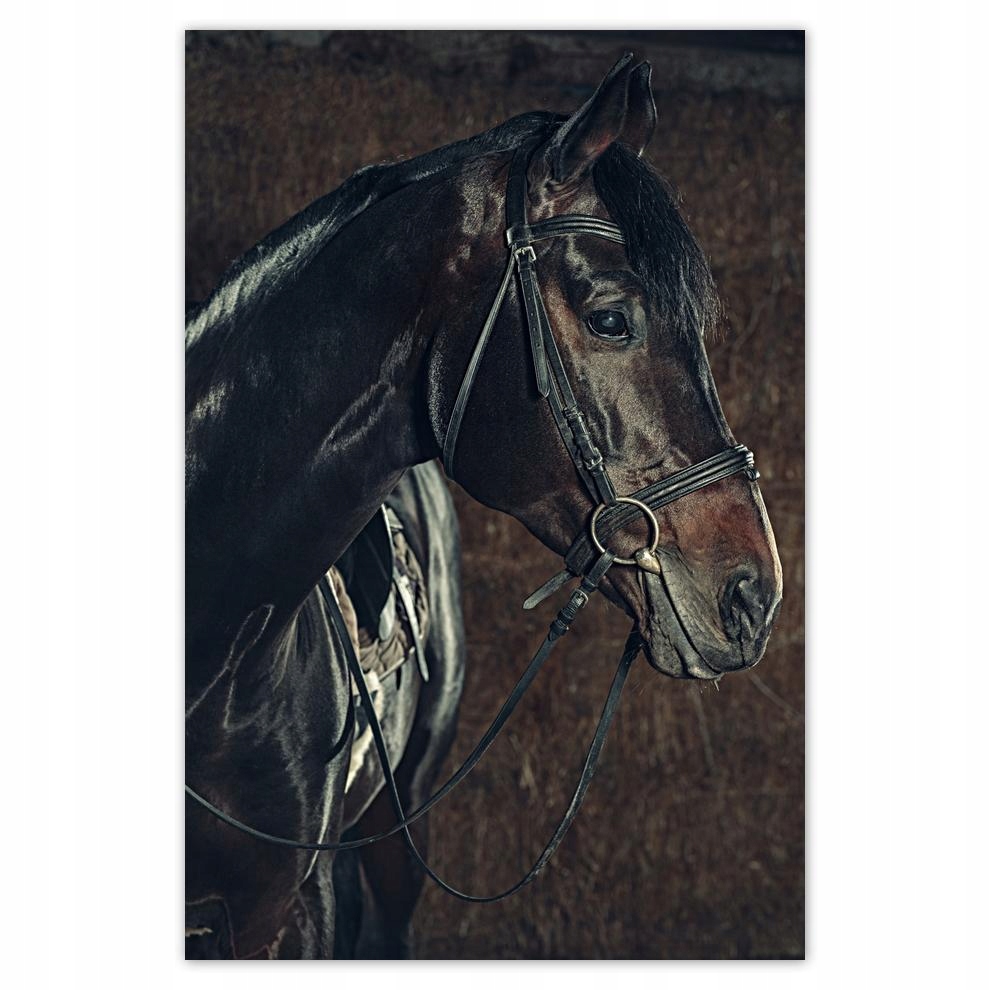 

Plakat 40x60 Koń Koński łeb Głowa